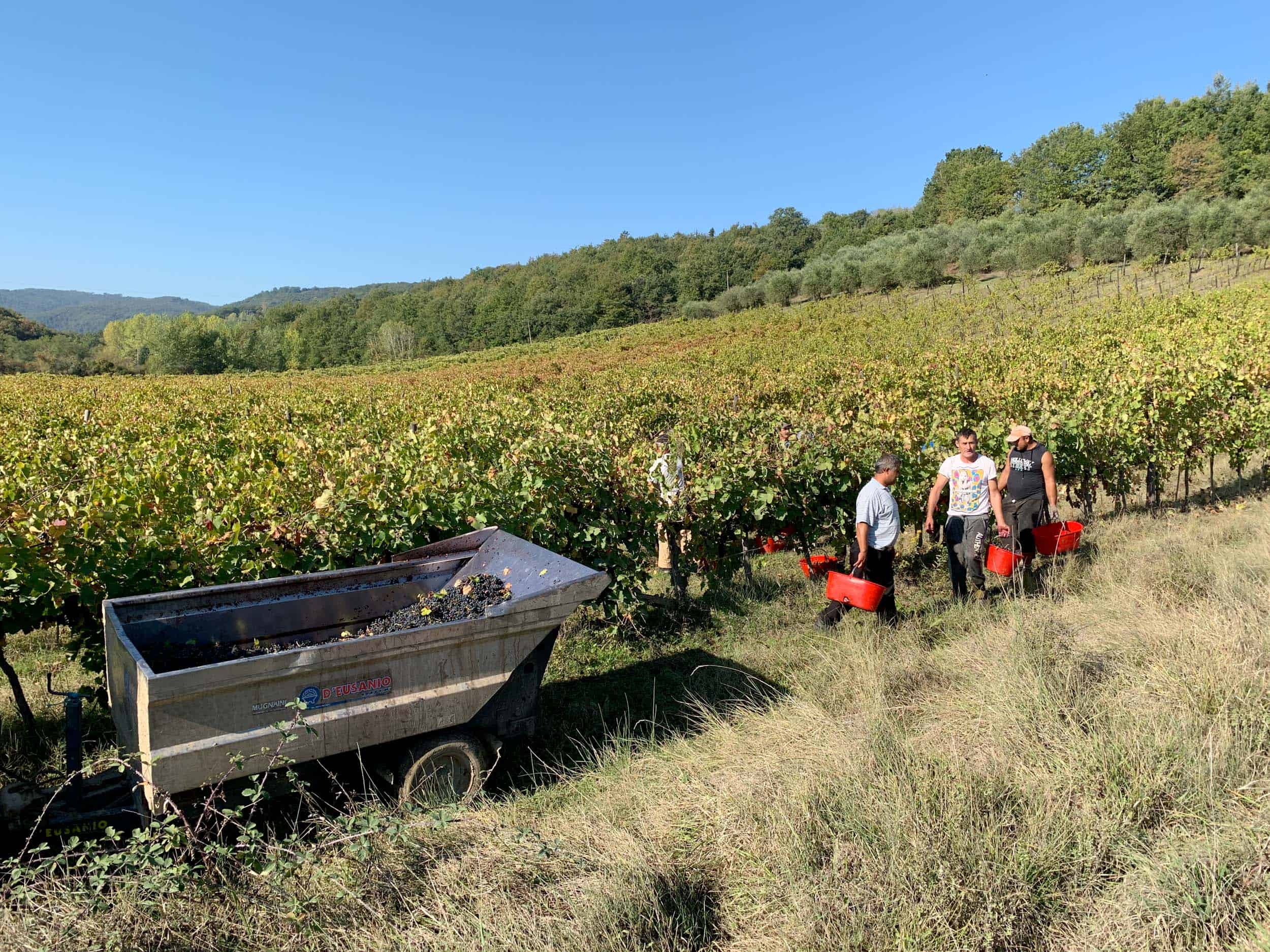 Grape harvest