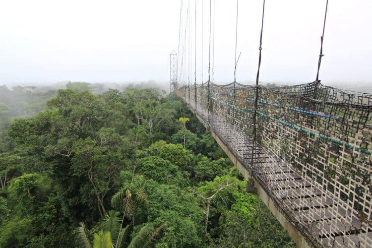 Amazon Rain Forrest, Sacha Lodge, Equador