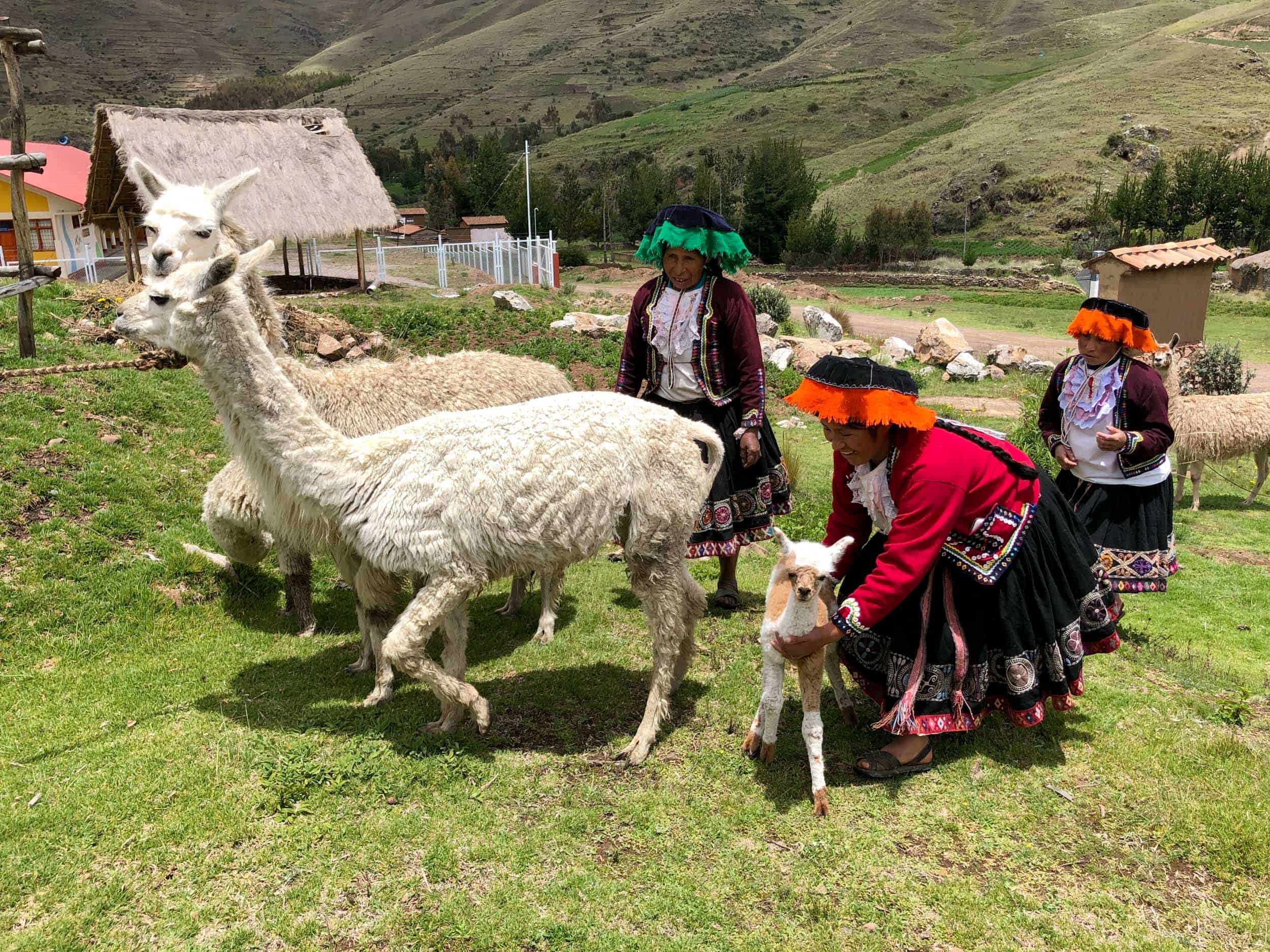 Alpacas