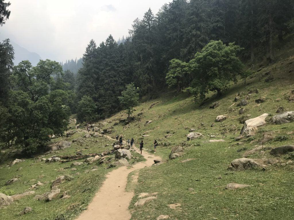 Pine trees welcoming the trekkers