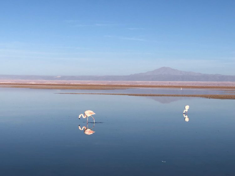 Flamingos in the Atacama Desert. Cheap flights are available from Santiago, Chile