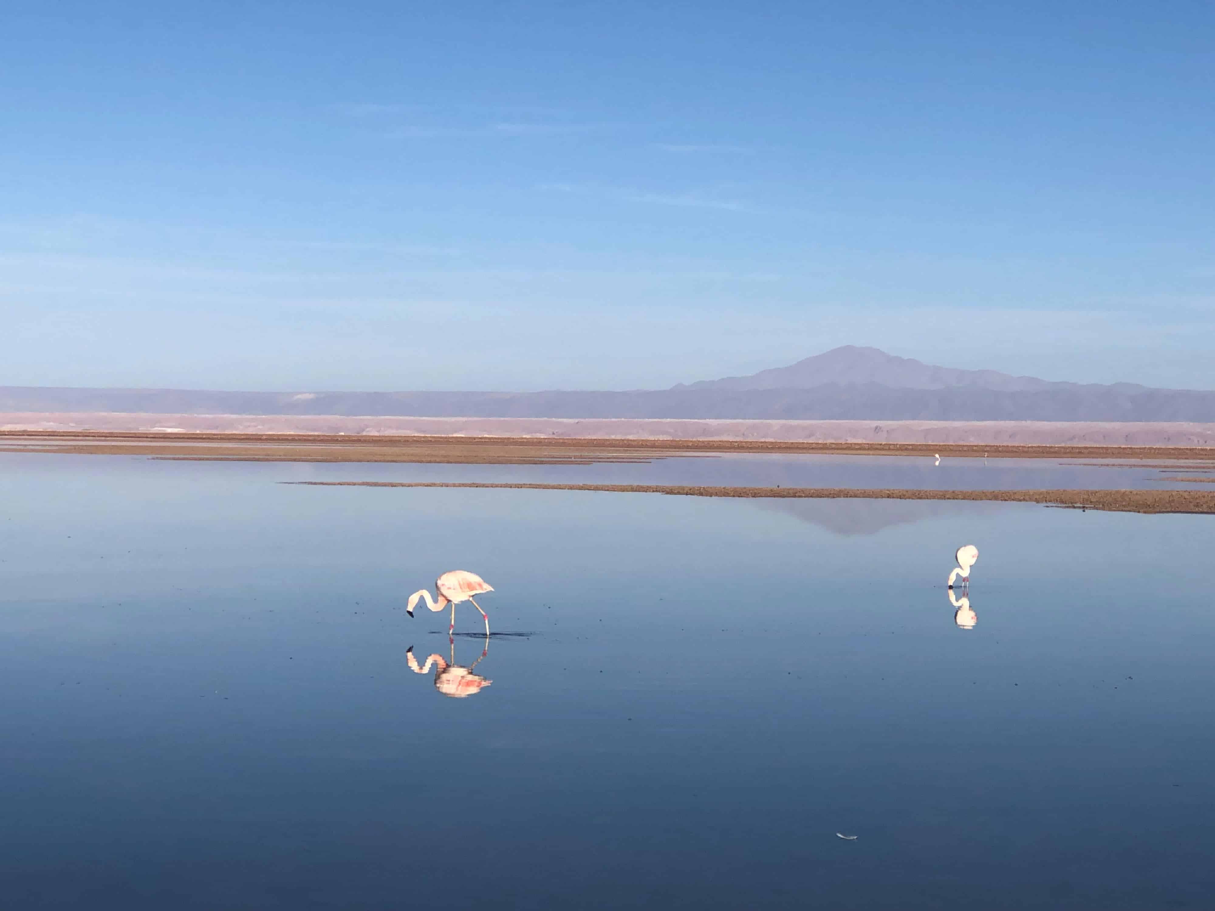 Flamingos in the Atacama Desert. Cheap flights are available from Santiago, Chile