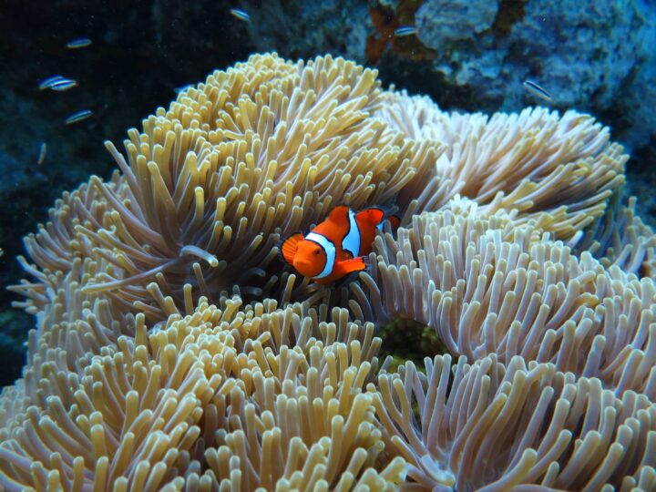 Clown fish hanging out in the anemone.