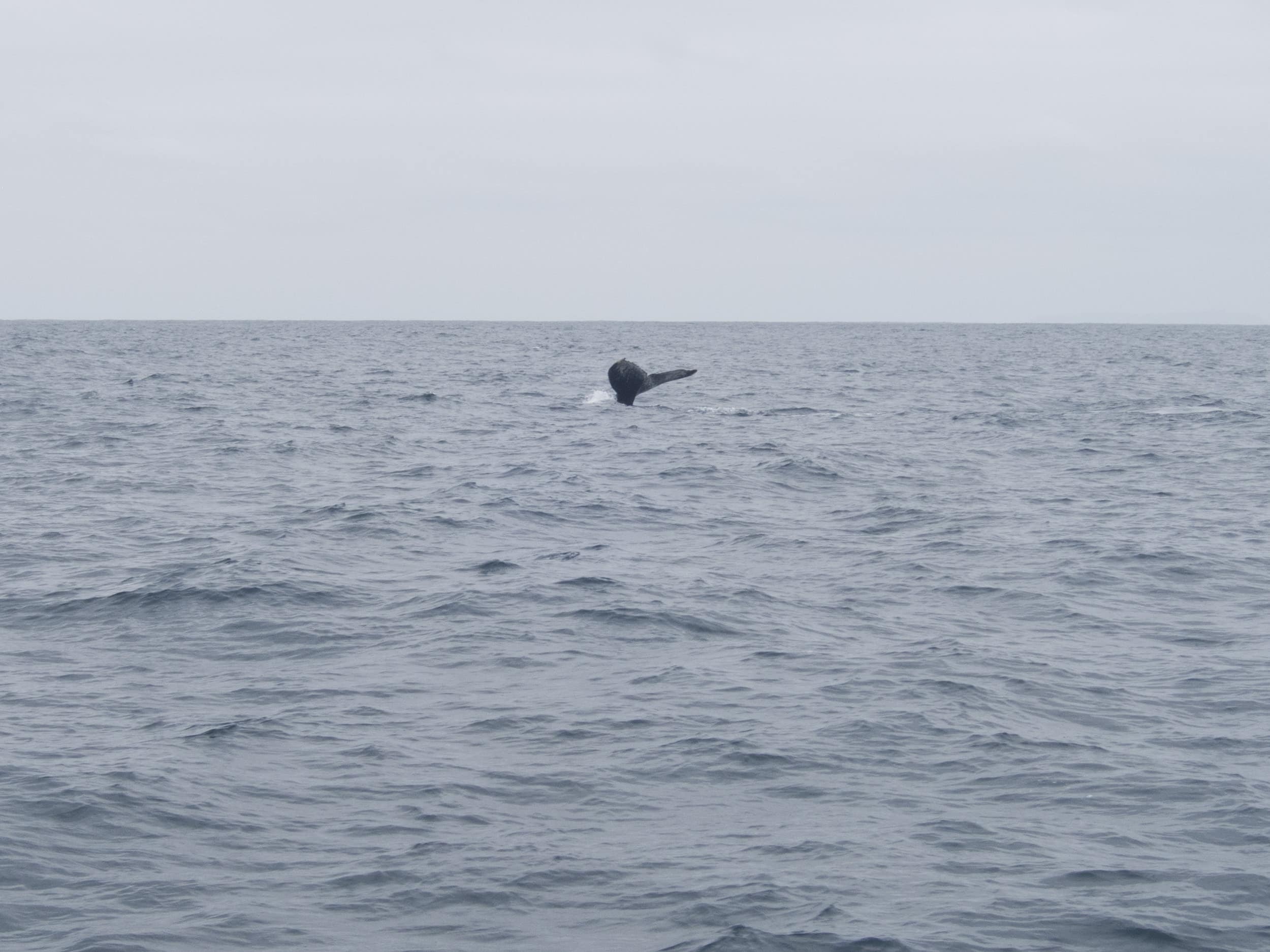 Humpback whale