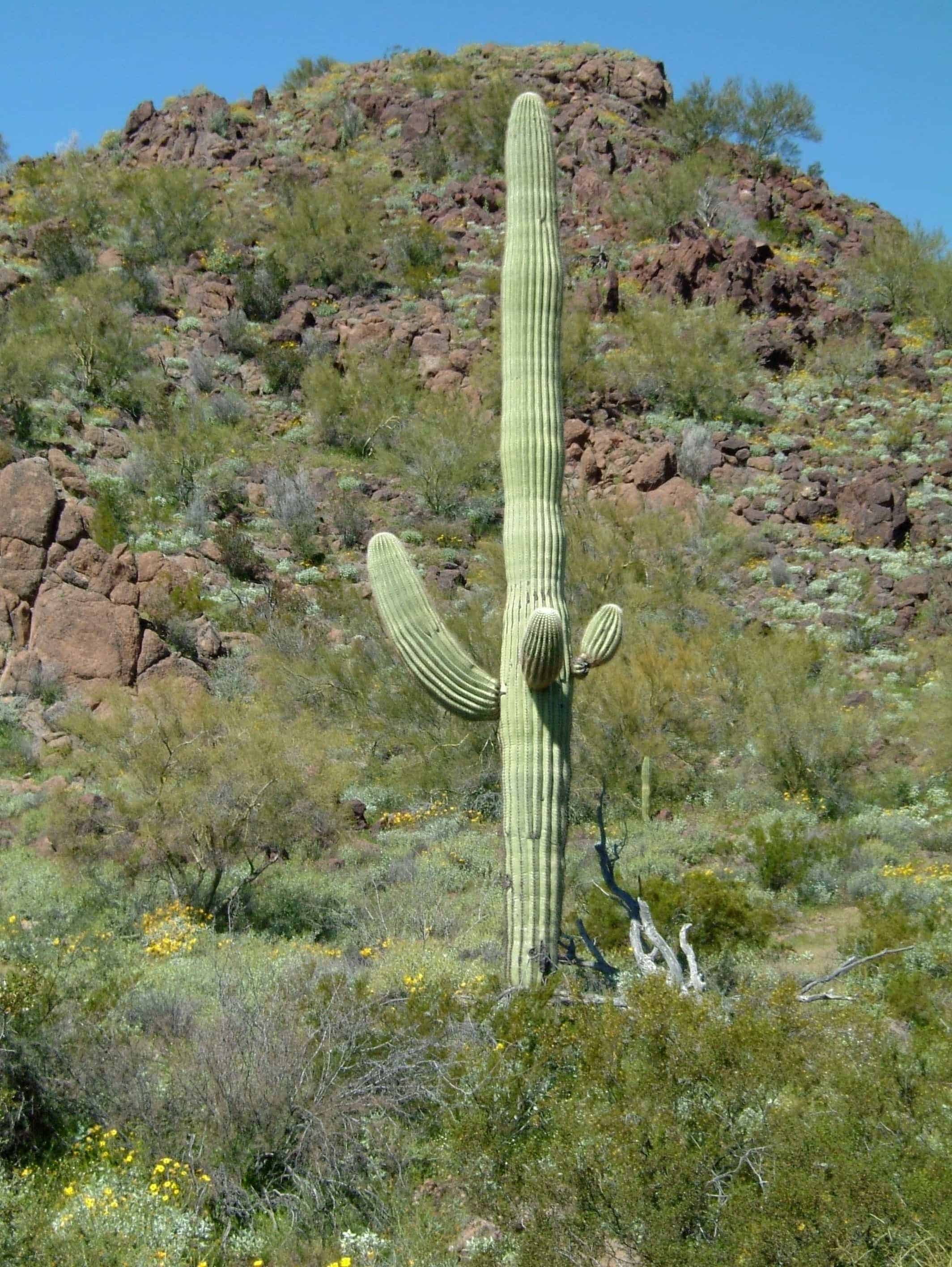 Organ Pipe Cactus (photo: kchild, Pixabay)