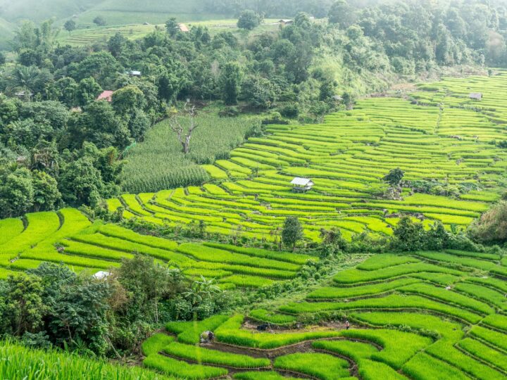 Rice terraces in Chiang Mai, Thailand (photo: hereisthailand, Pixabay)