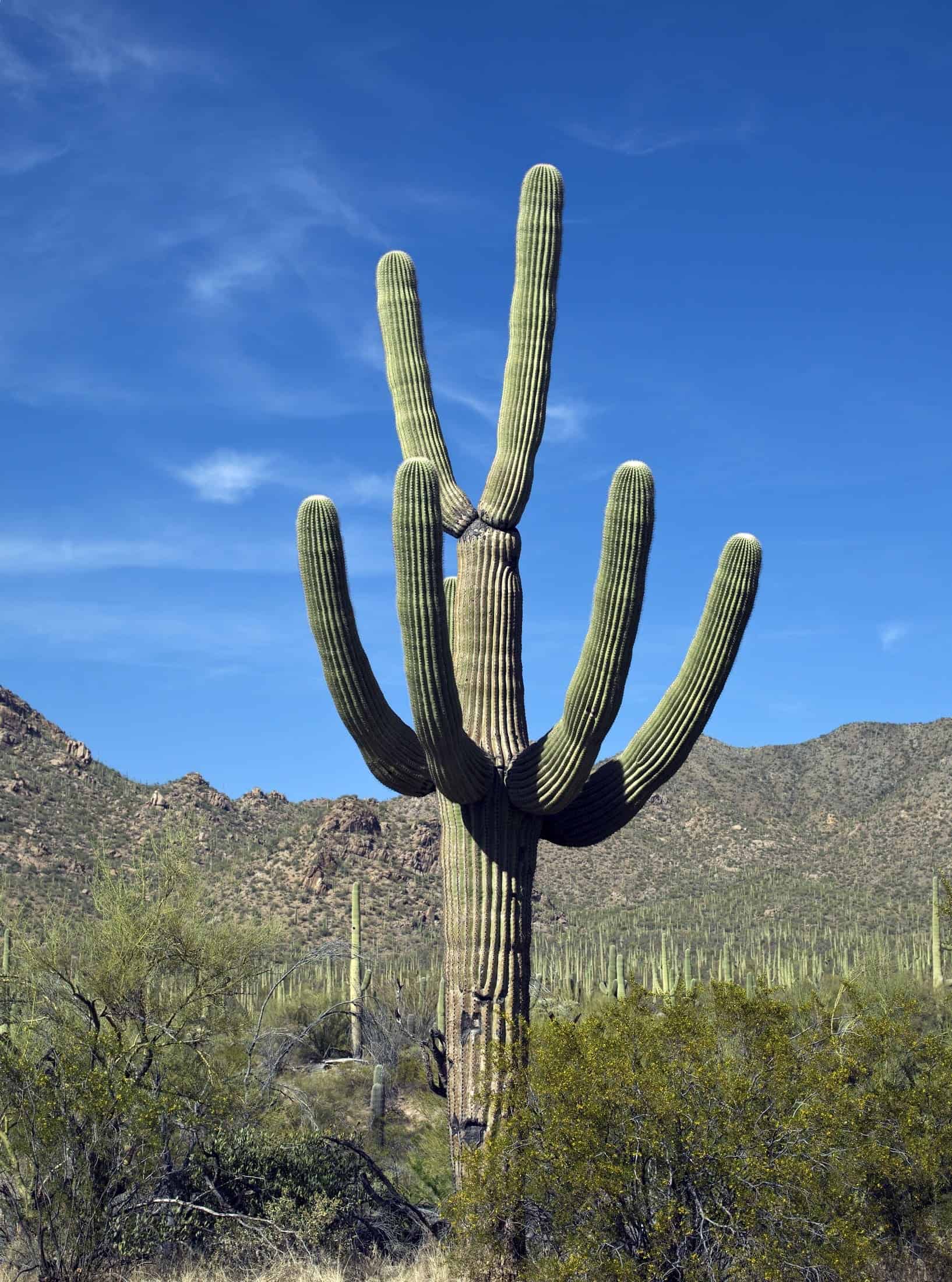 Saguaro cacti like you'll see in Arizona (photo: skeeze, Pixabay)