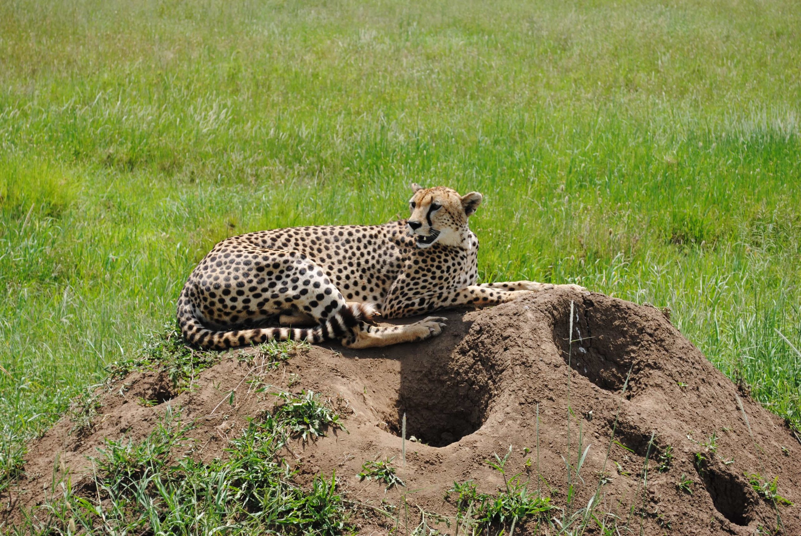 A cheetah rests on a termite mound in the Serengeti (photo: ostpost39, Pixabay)