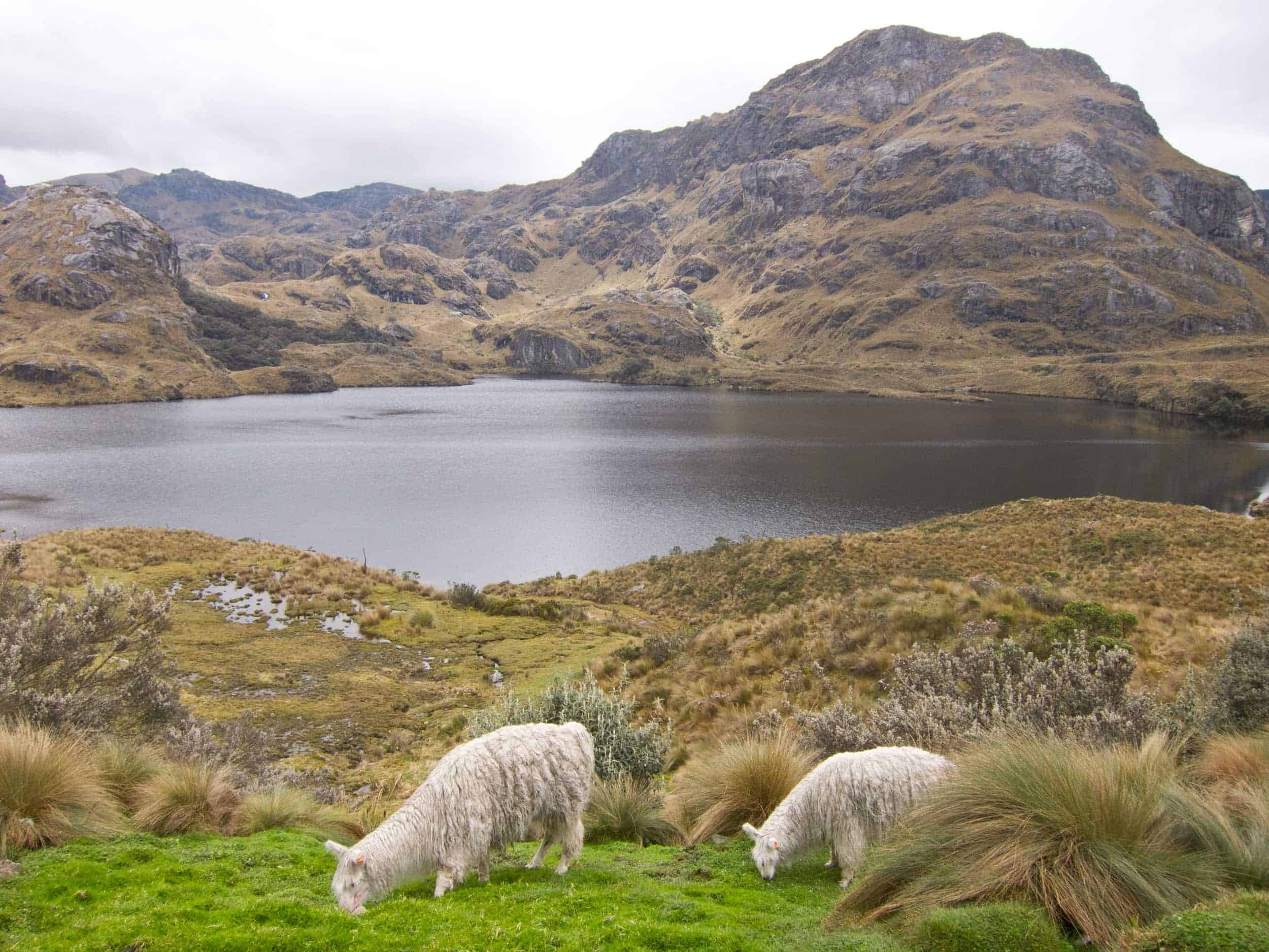 Glacially-formed lagoons dot the high-altitude landscape of El Cajas National Park.