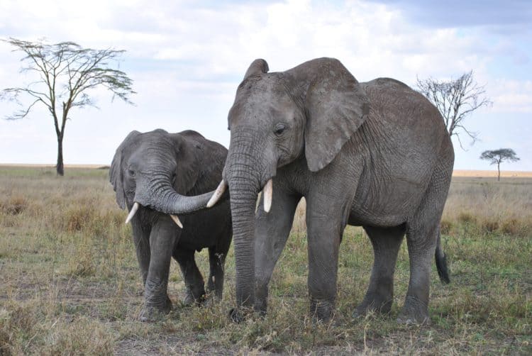 Elephants in Serengeti National Park (photo: Nici Keil, Pixabay)