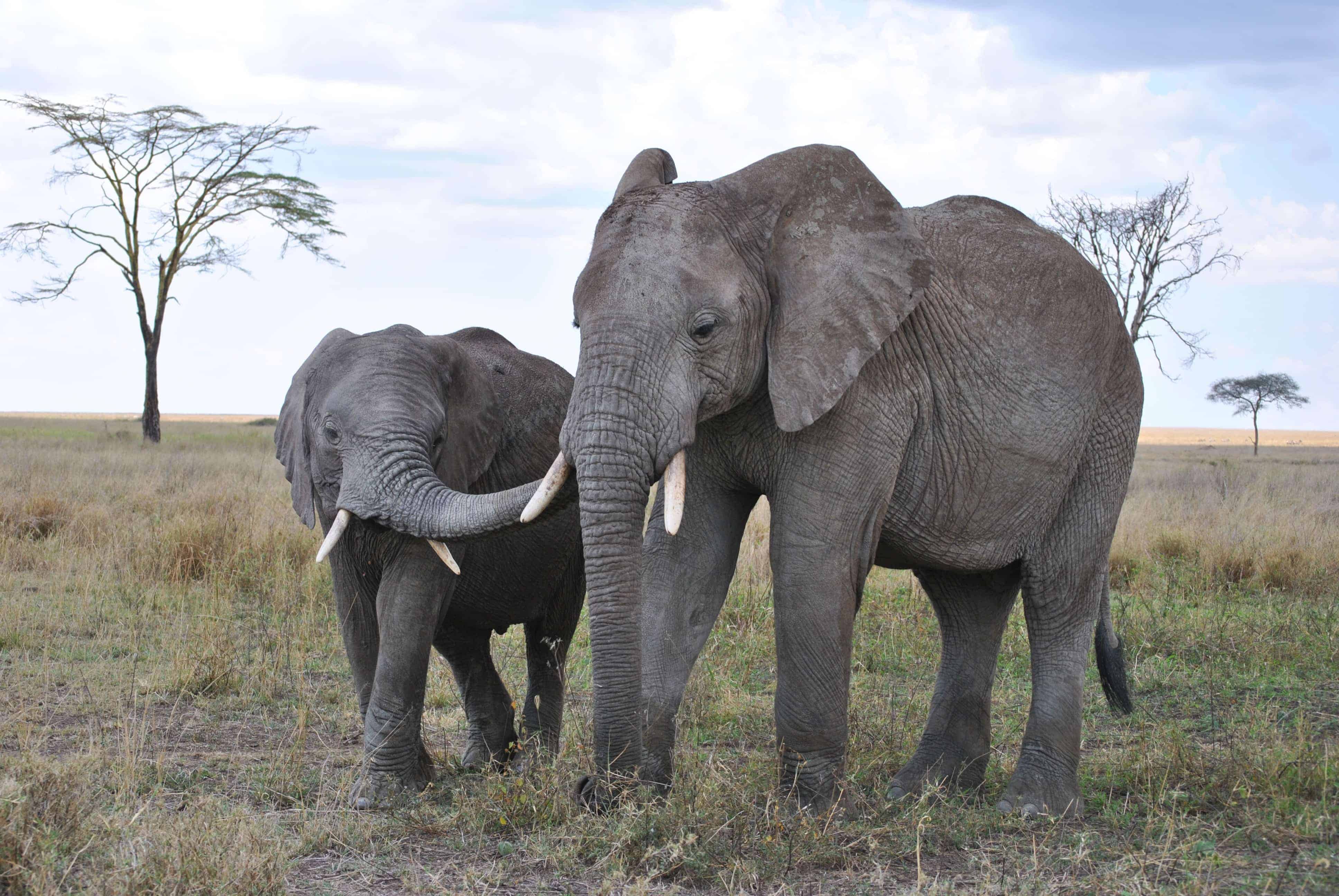 Travel to Tanzania to see elephants in Serengeti National Park (photo: Nici Keil, Pixabay)