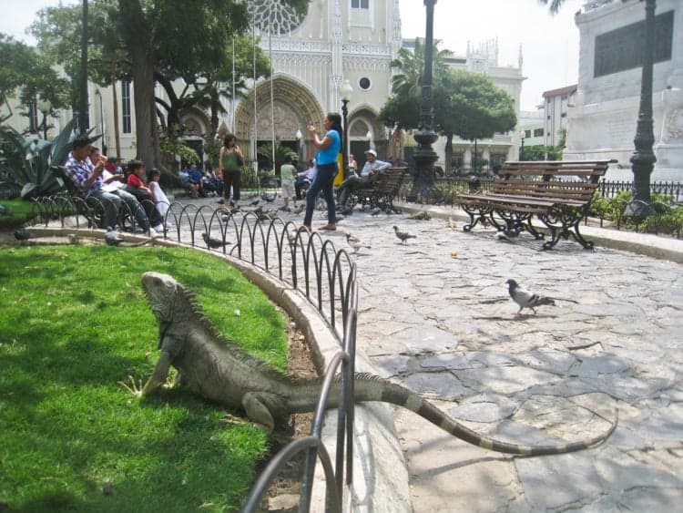 Iguana in Parque Seminario