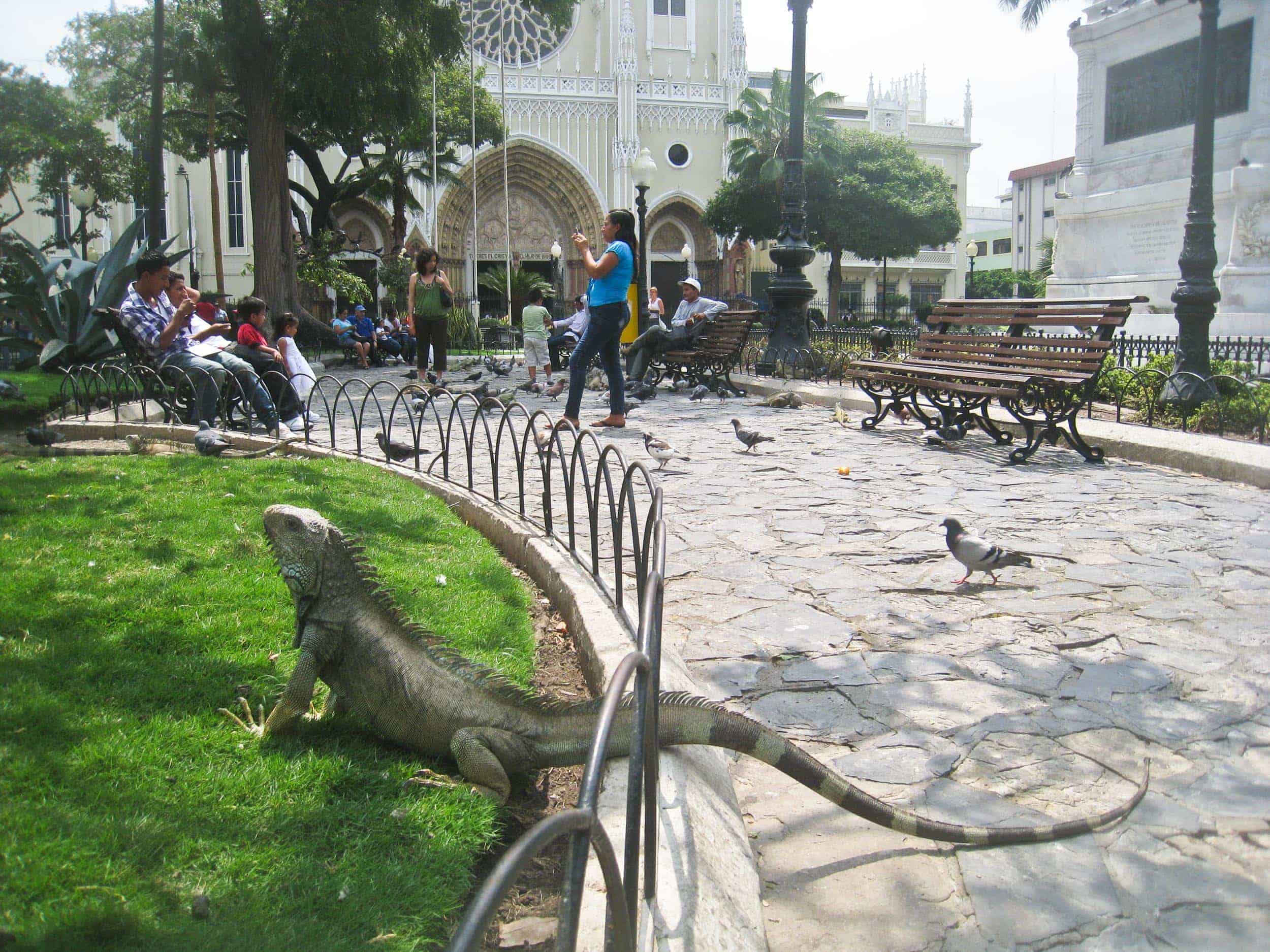 Iguana in Parque Seminario - Guayaquil, Ecuador