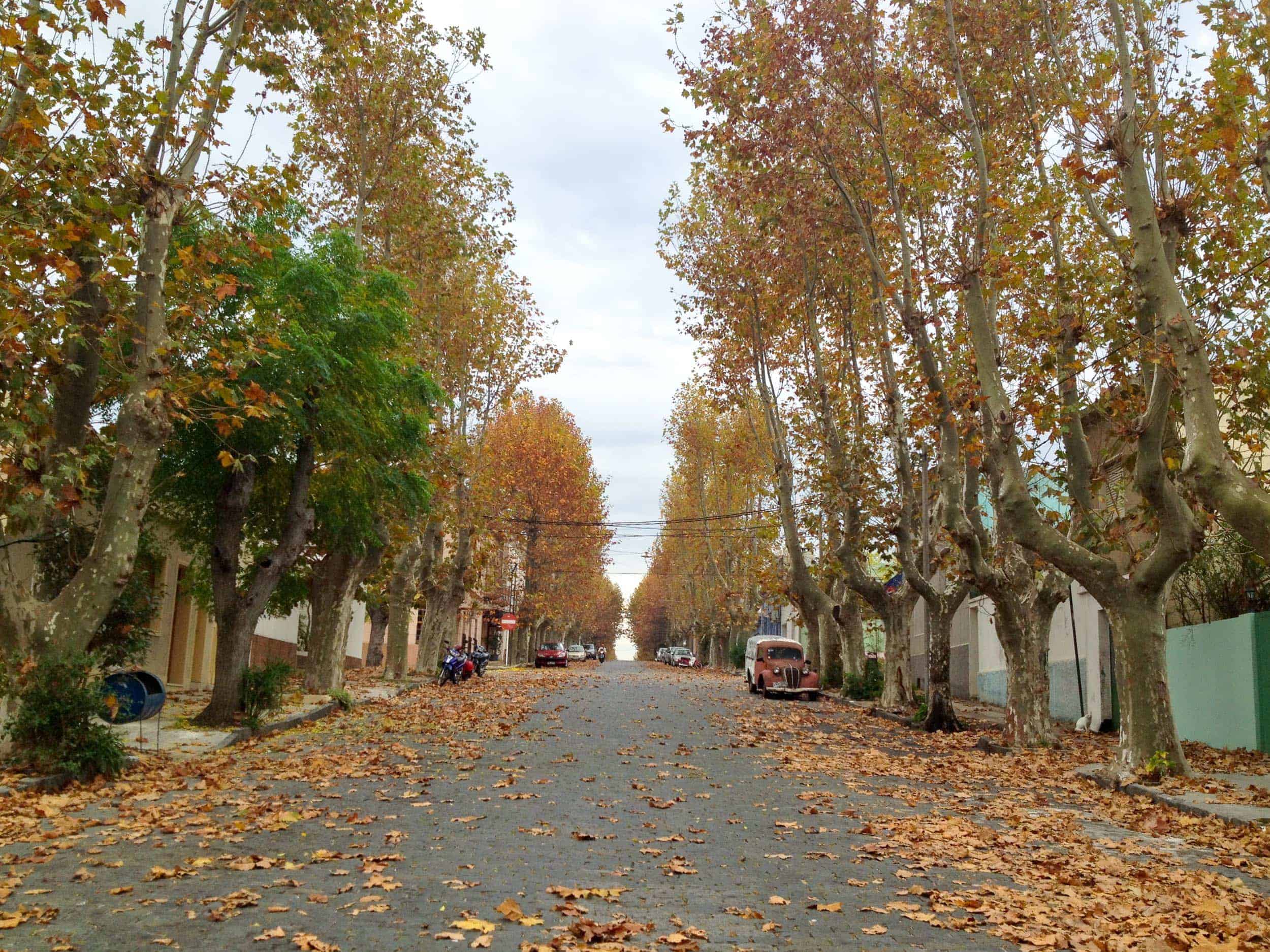 Autumn in Colonia