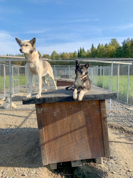 Huskies at Spruce Island Husky in Vasterbotten, Sweden