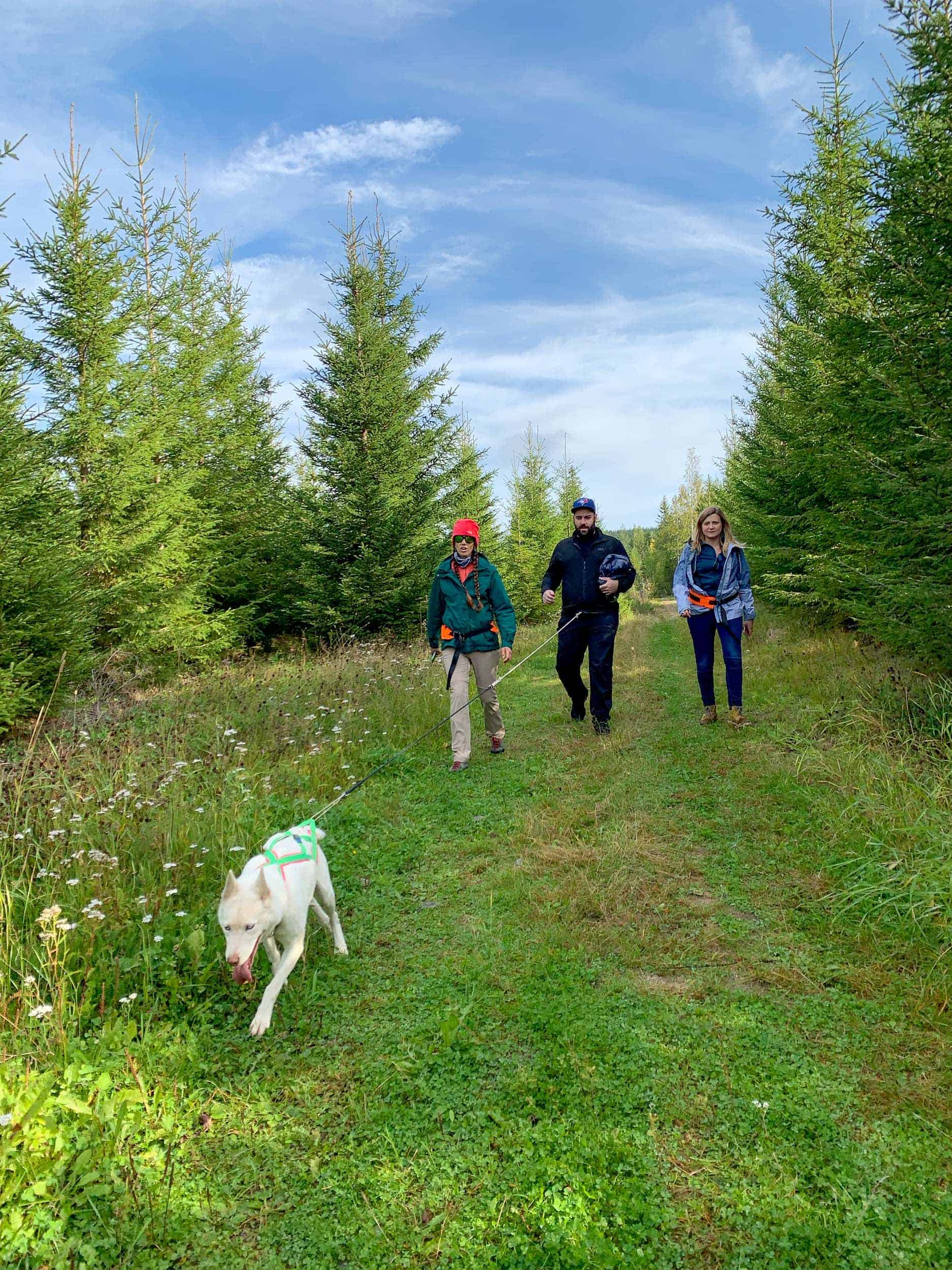 Husky sled dog walk in Västerbotten, Swedish Lapland