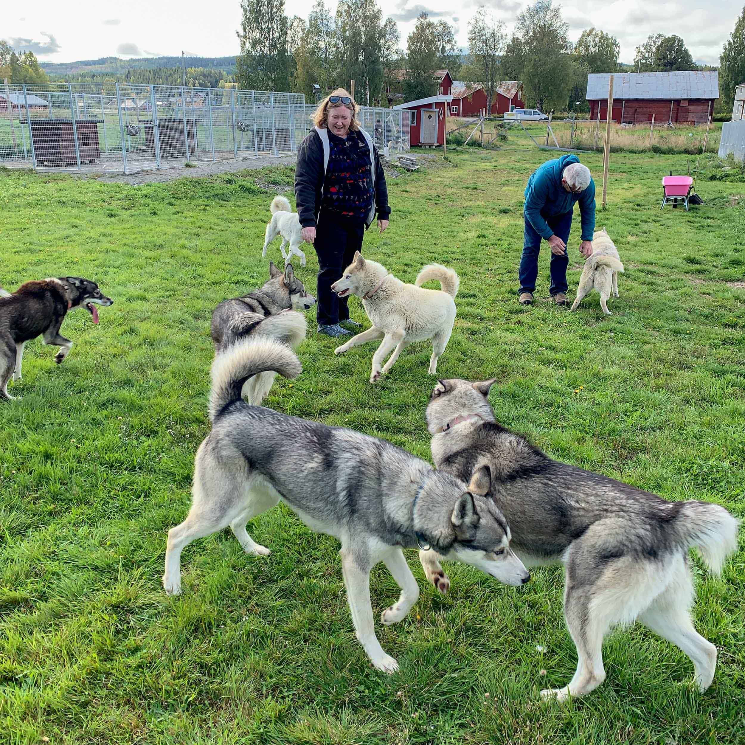 Husky sled dogs