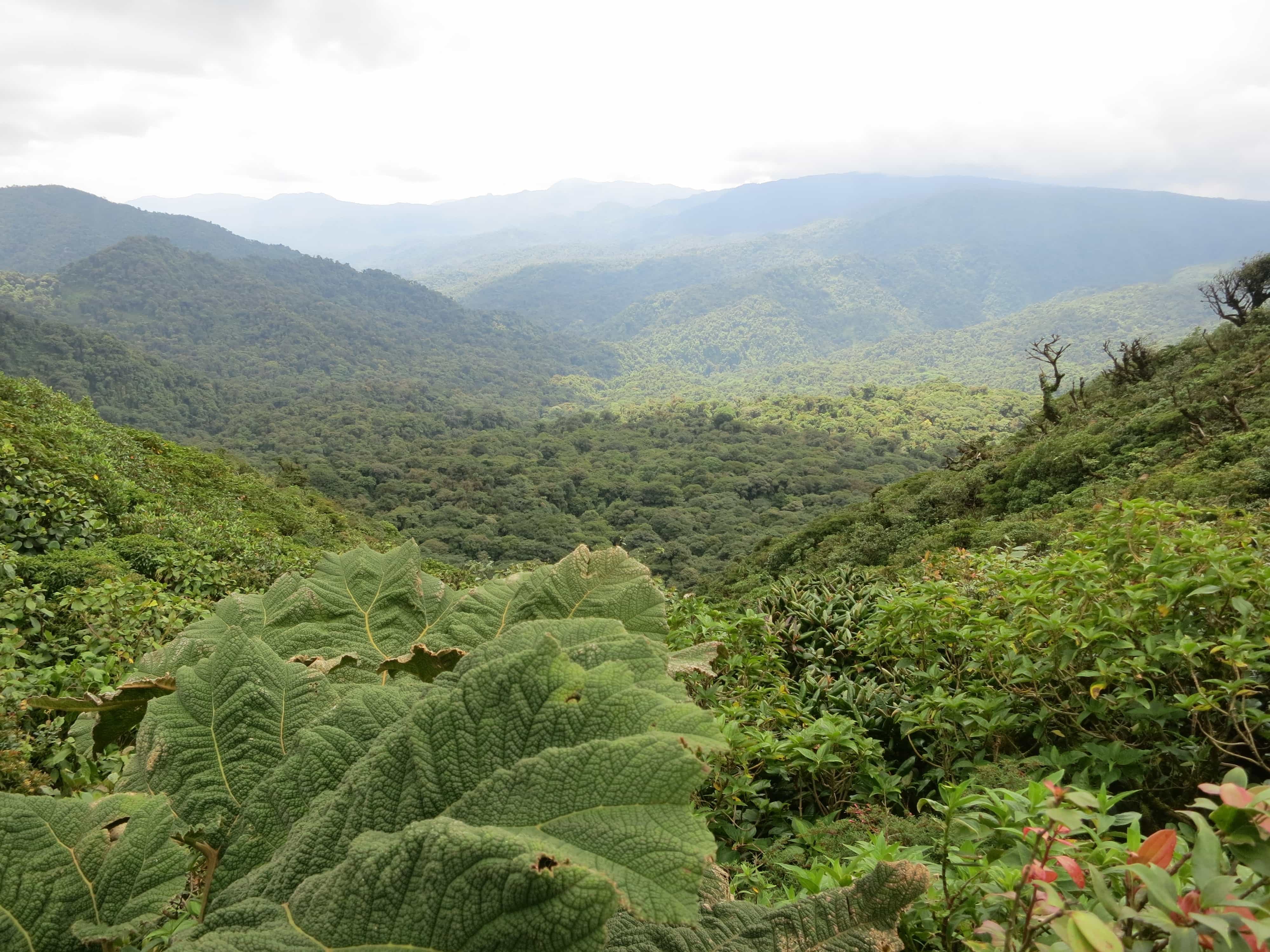 Hiking Montaverde Cloud Forest is one of the most popular things to do in Costa Rica. 