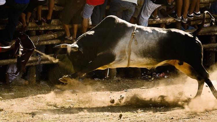 Costa Rican bull chasing after his next victim! (photo: hambo)
