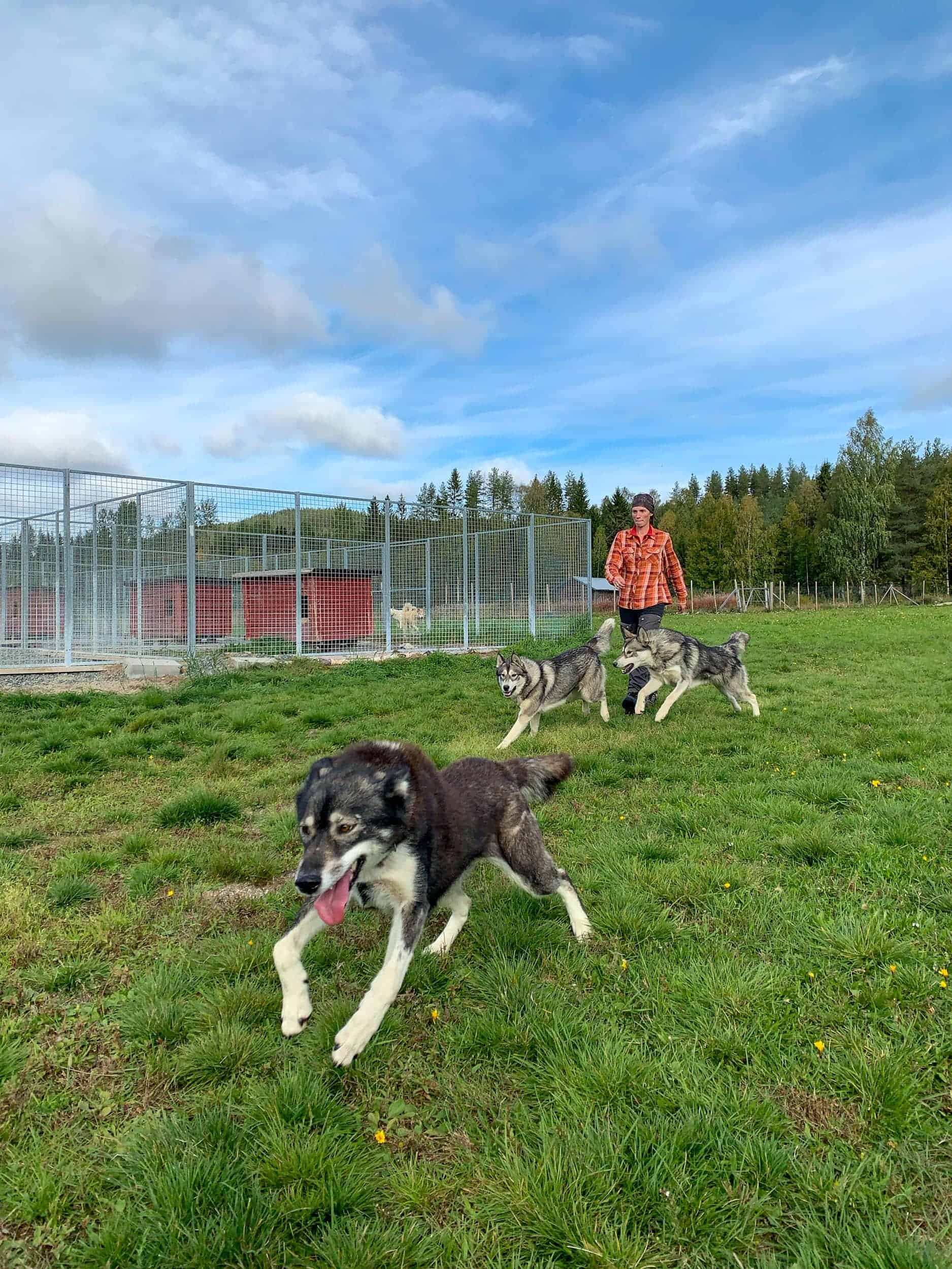 Spruce Island Husky is located in Vasterbotten, Sweden