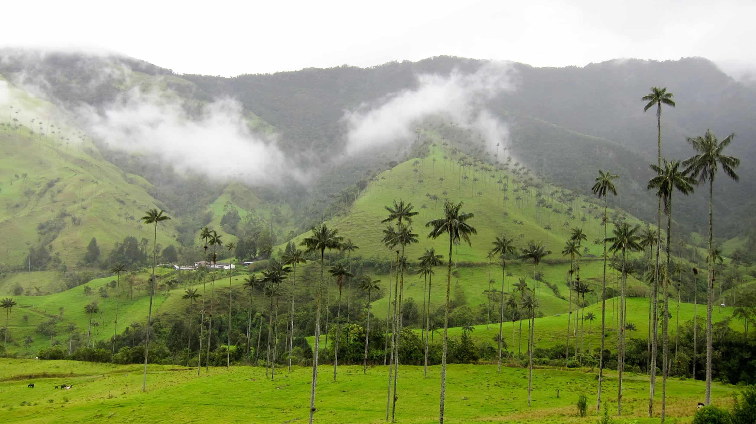 Cocora Valley