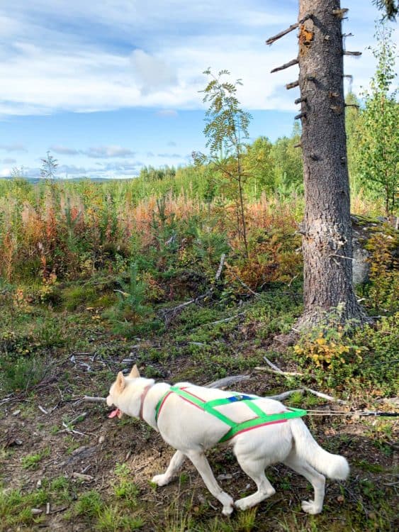 The husky dogs wear special harnesses