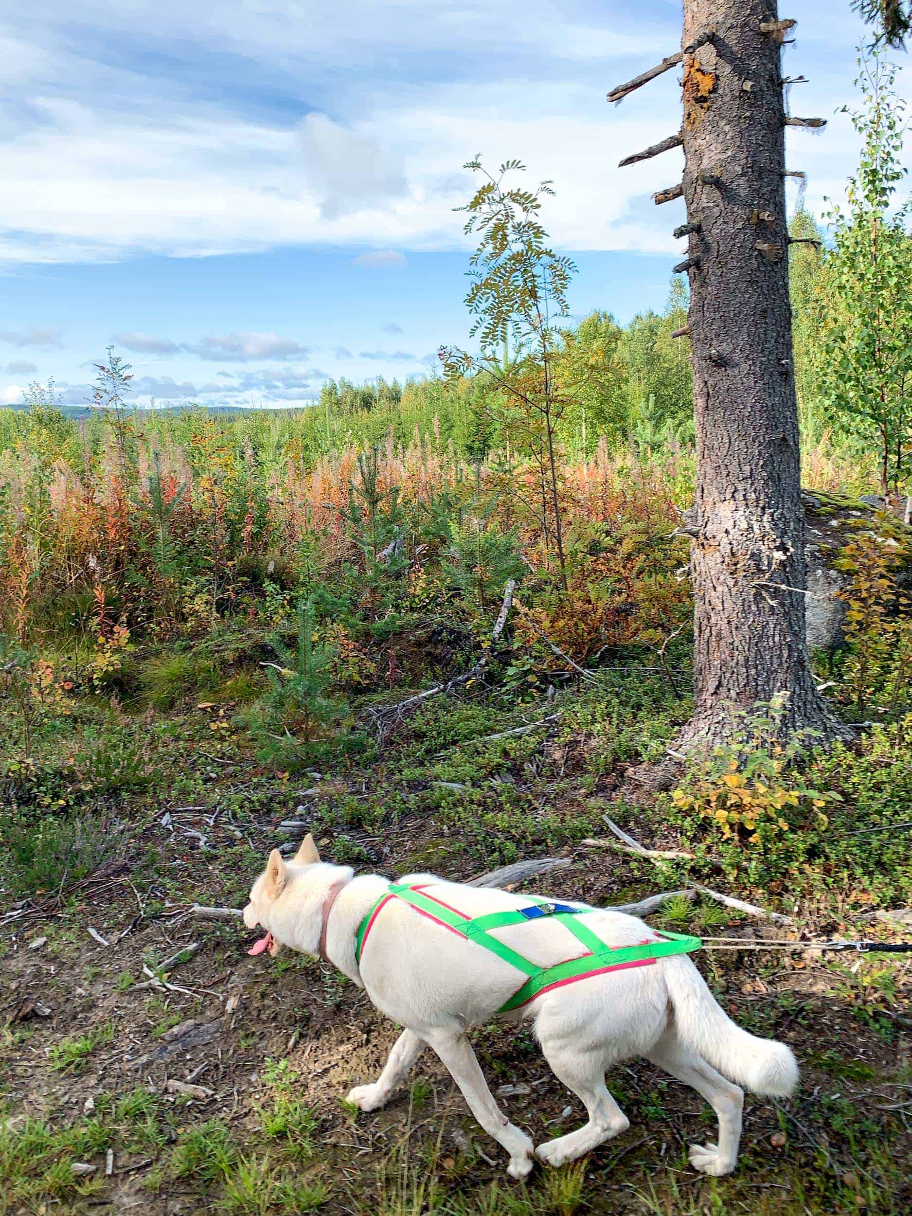 The dogs wear special harnesses