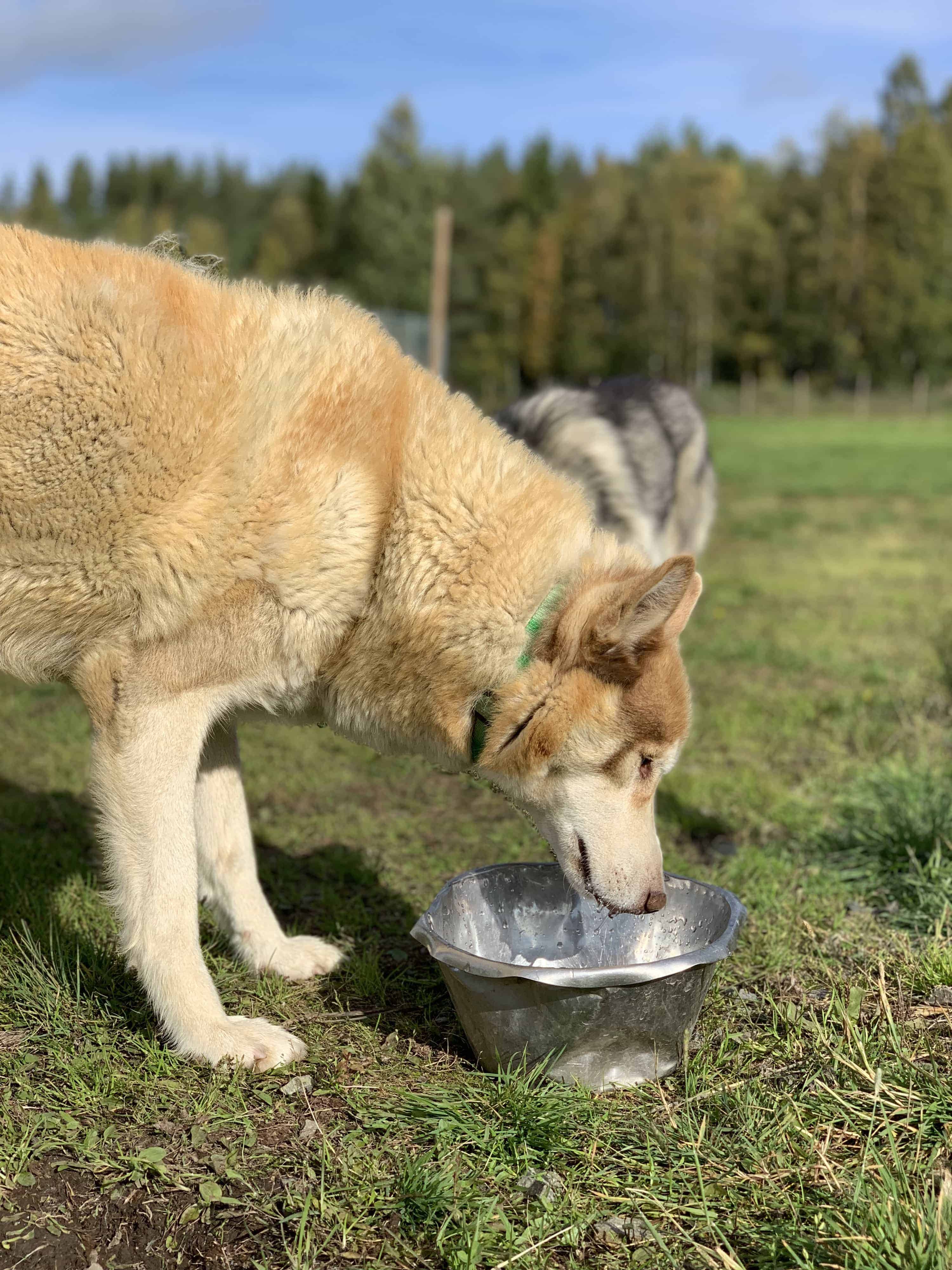 Husky drinking water