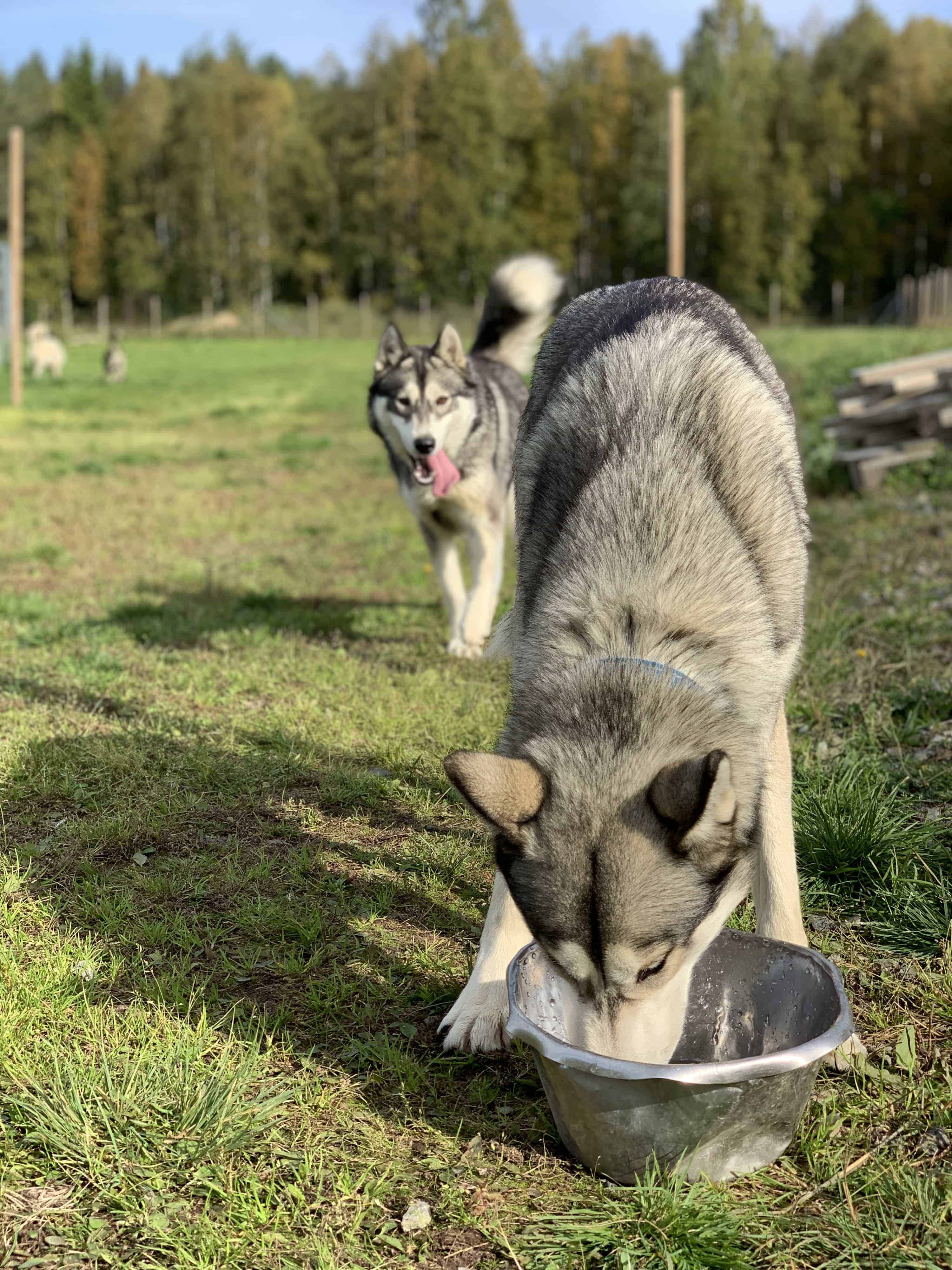 The only place the dogs stood still was the water bowl