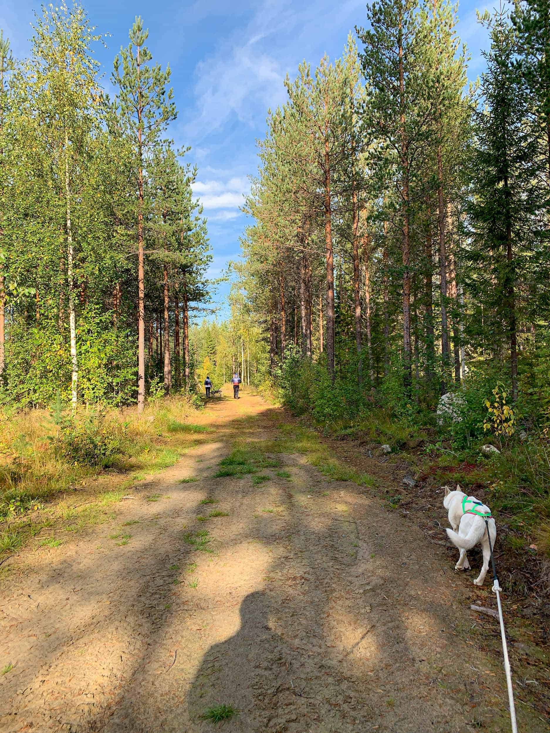 Husky trekking with Spruce Island Husky in Swedish Lapland