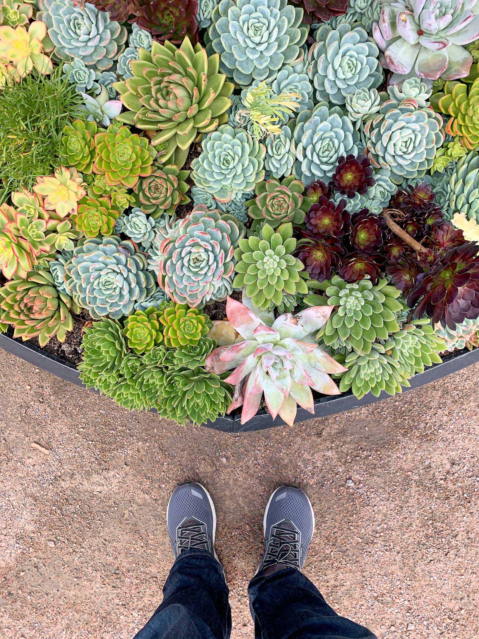 Succulents outside the Palm House