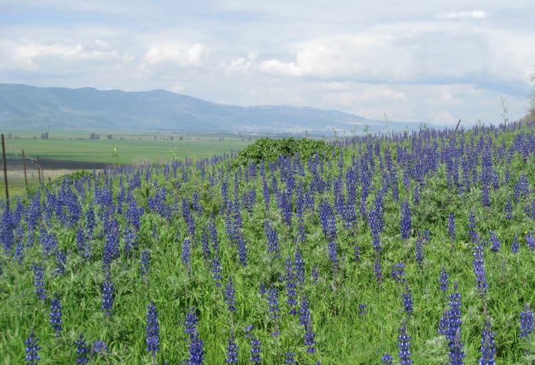 Wildflowers in the Golan