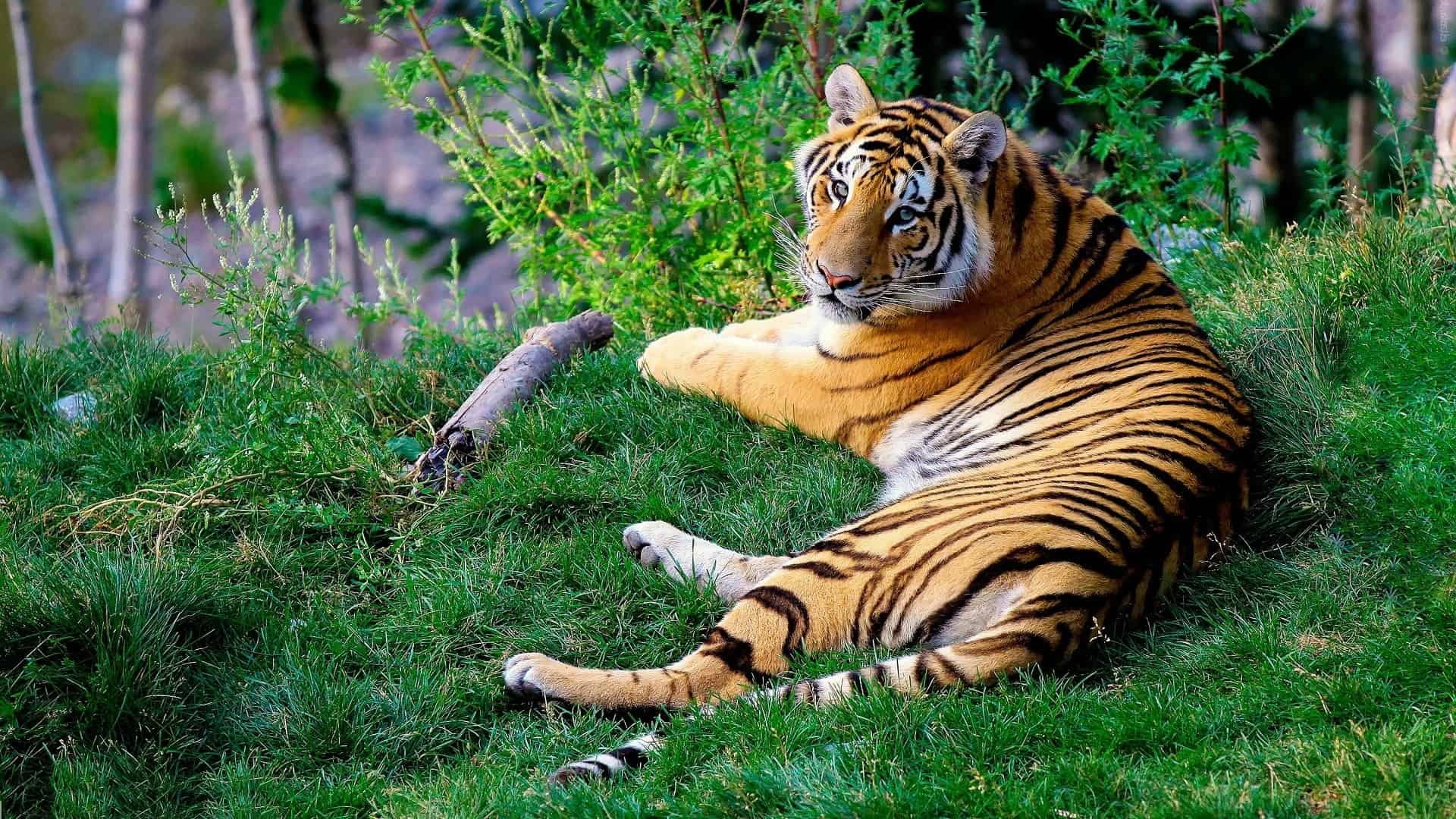 Bengal tiger (photo: Free-Photos, Pixabay)