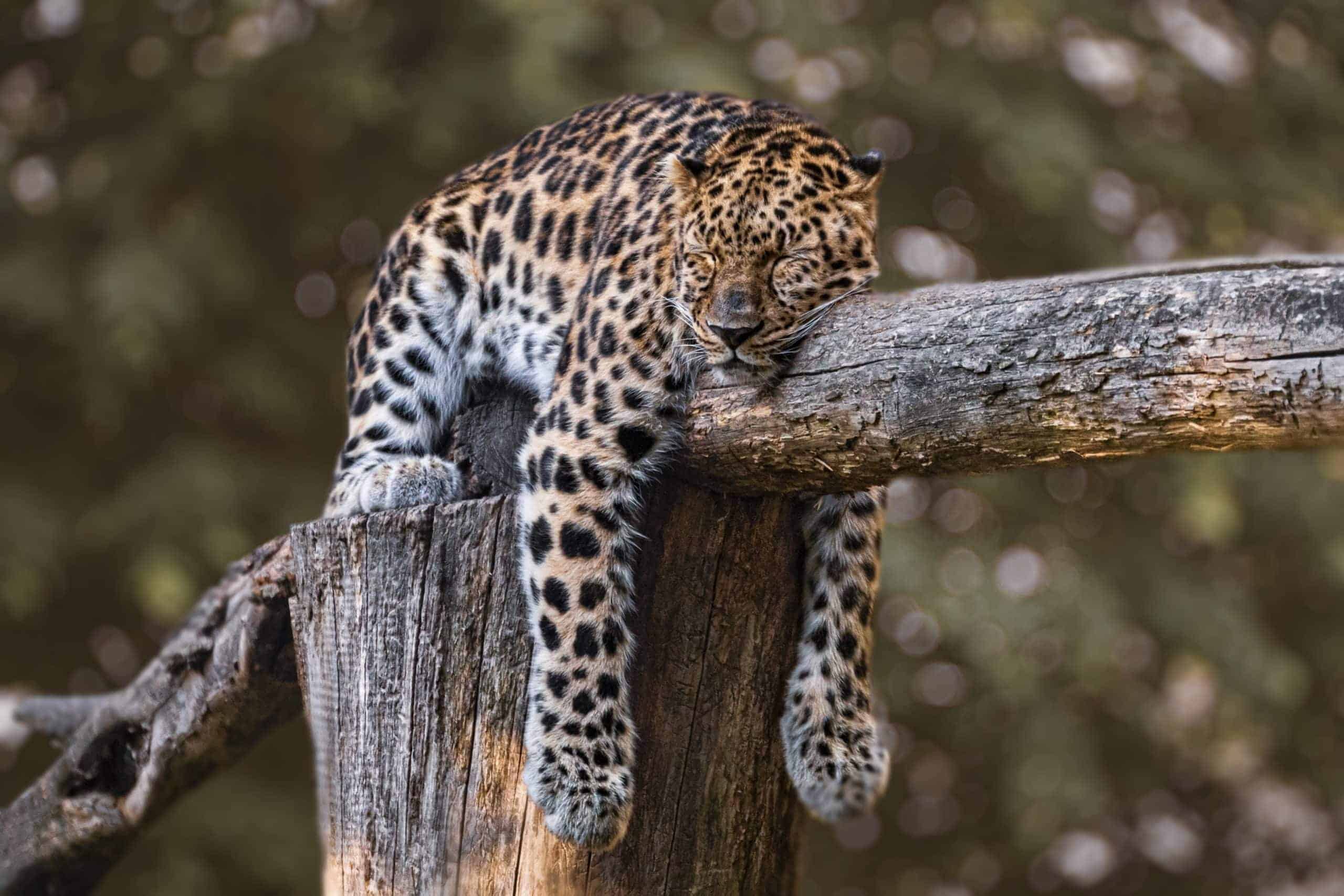 Sleeping jaguar (photo: edmondlafoto, Pixabay)