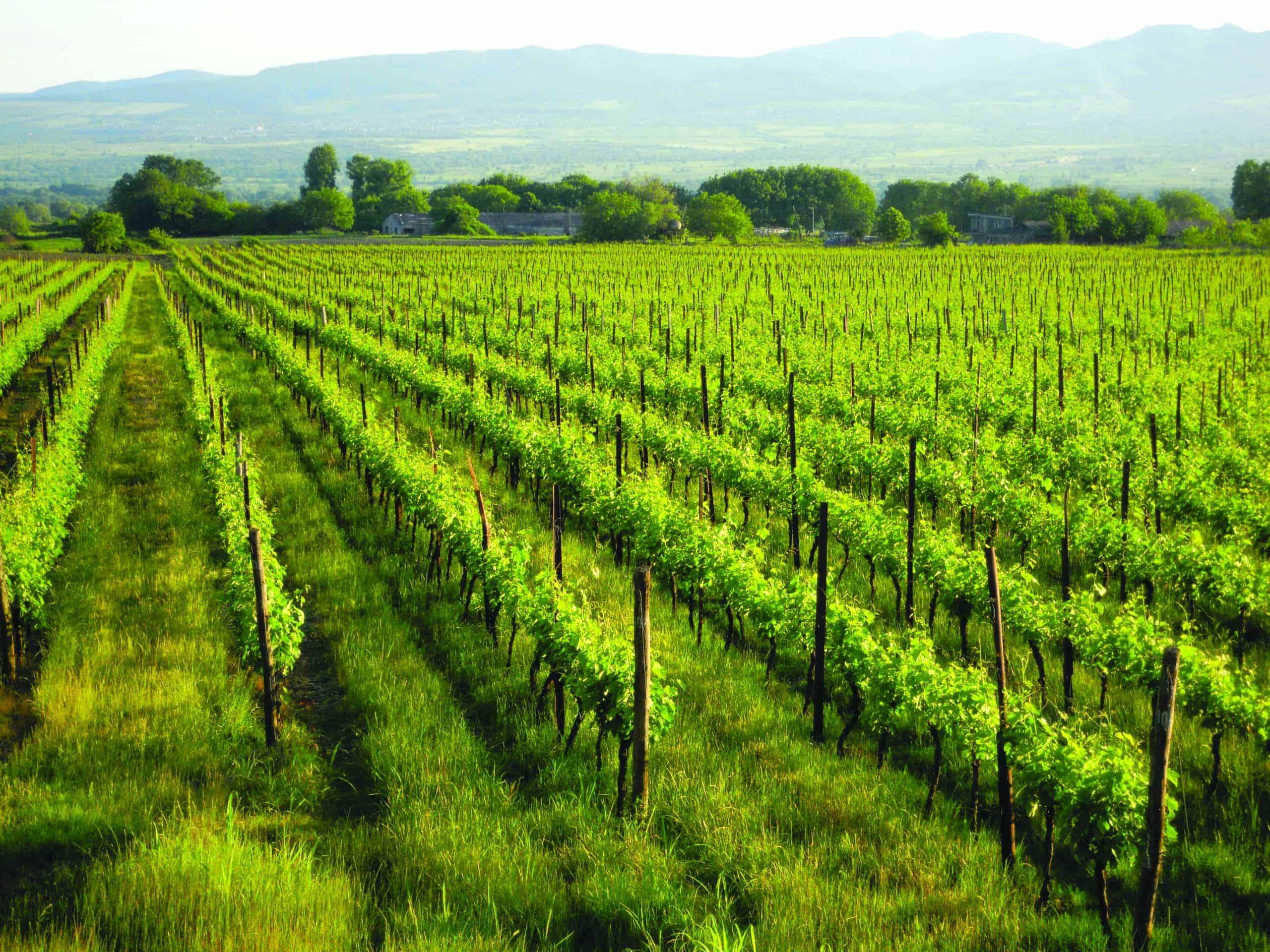 Vineyards in Kakheti