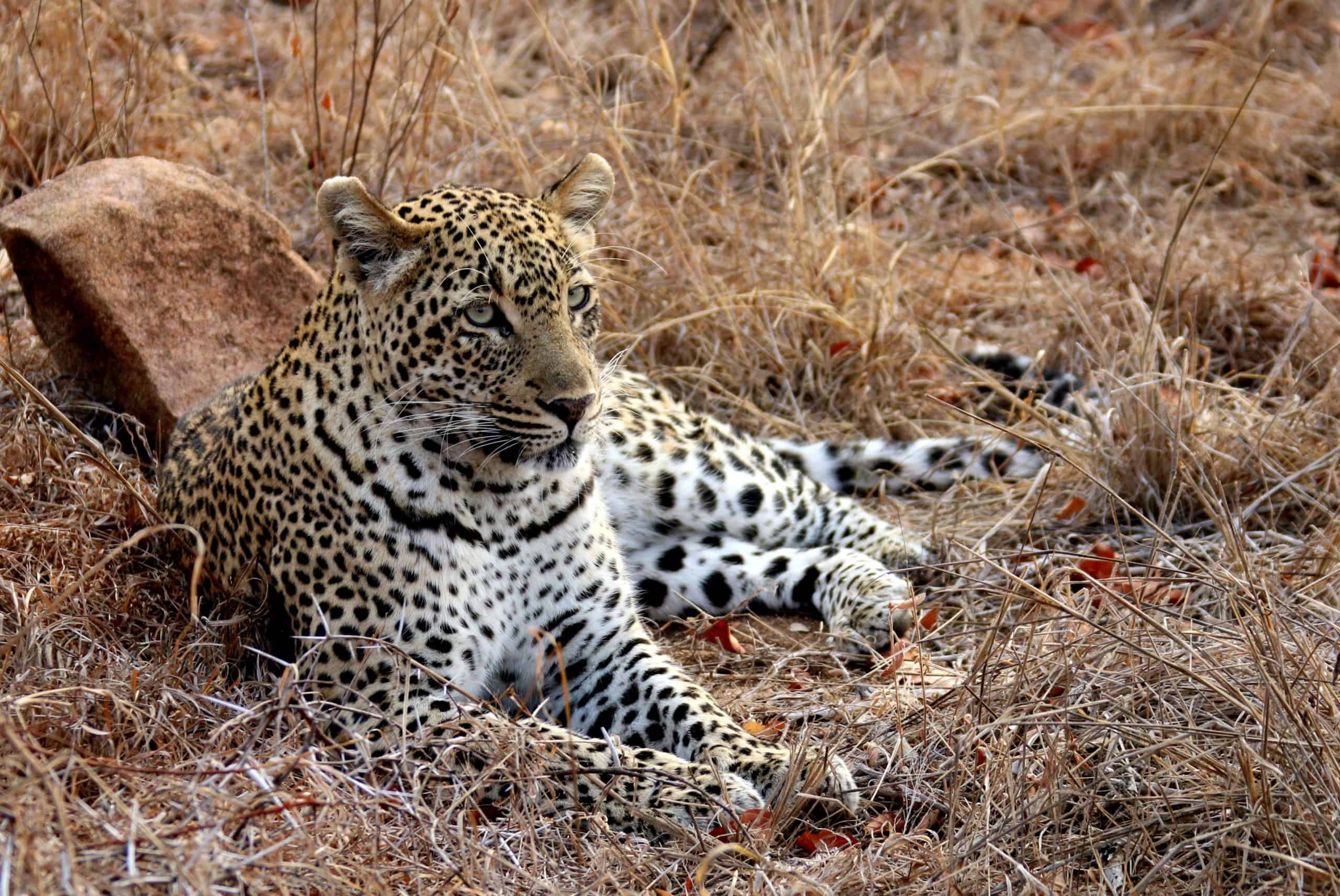 A leopard in Sabi Sand (photo: Richard Batka, Pixabay)