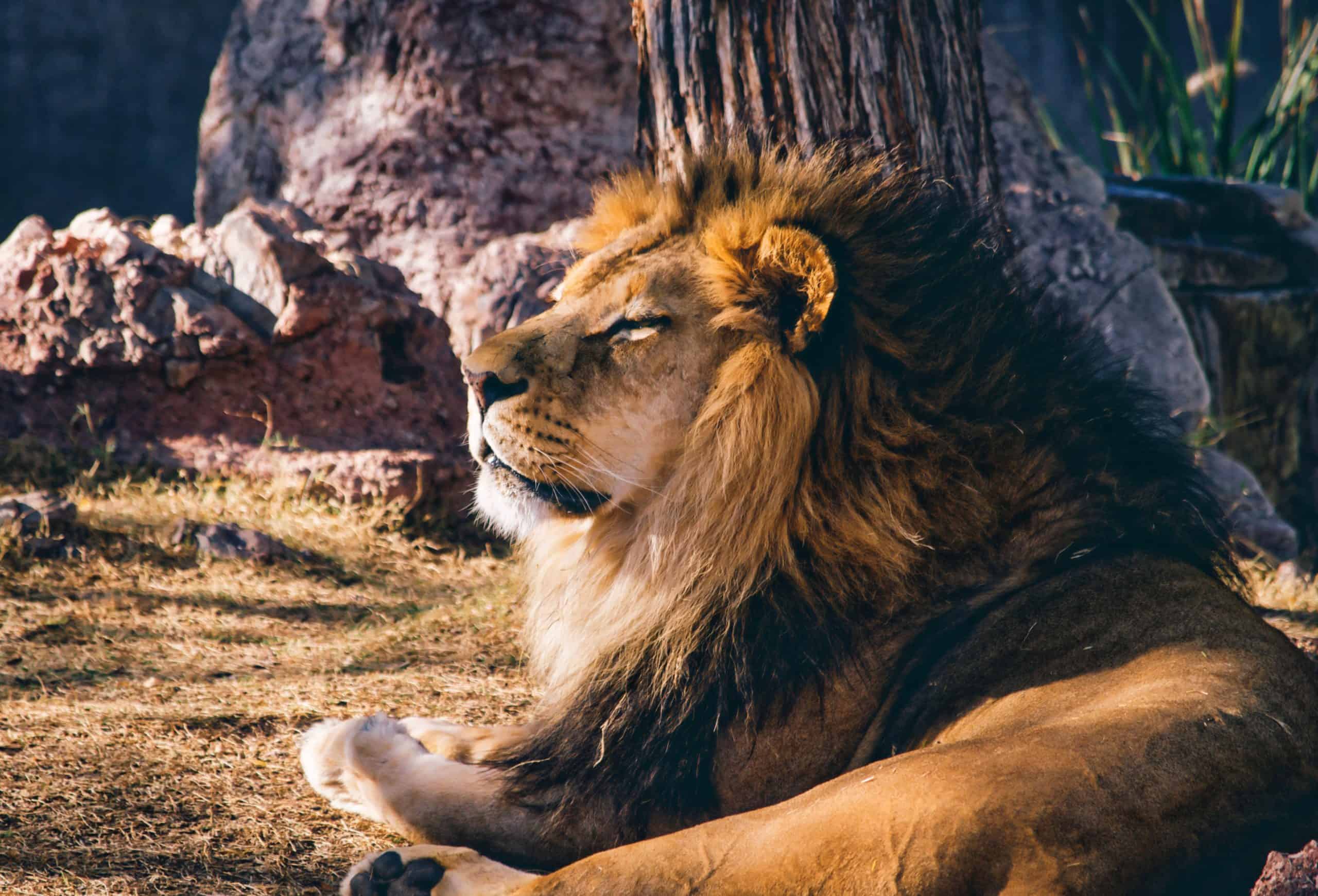 Male lion (photo: Kevin Phillips, Pixabay)