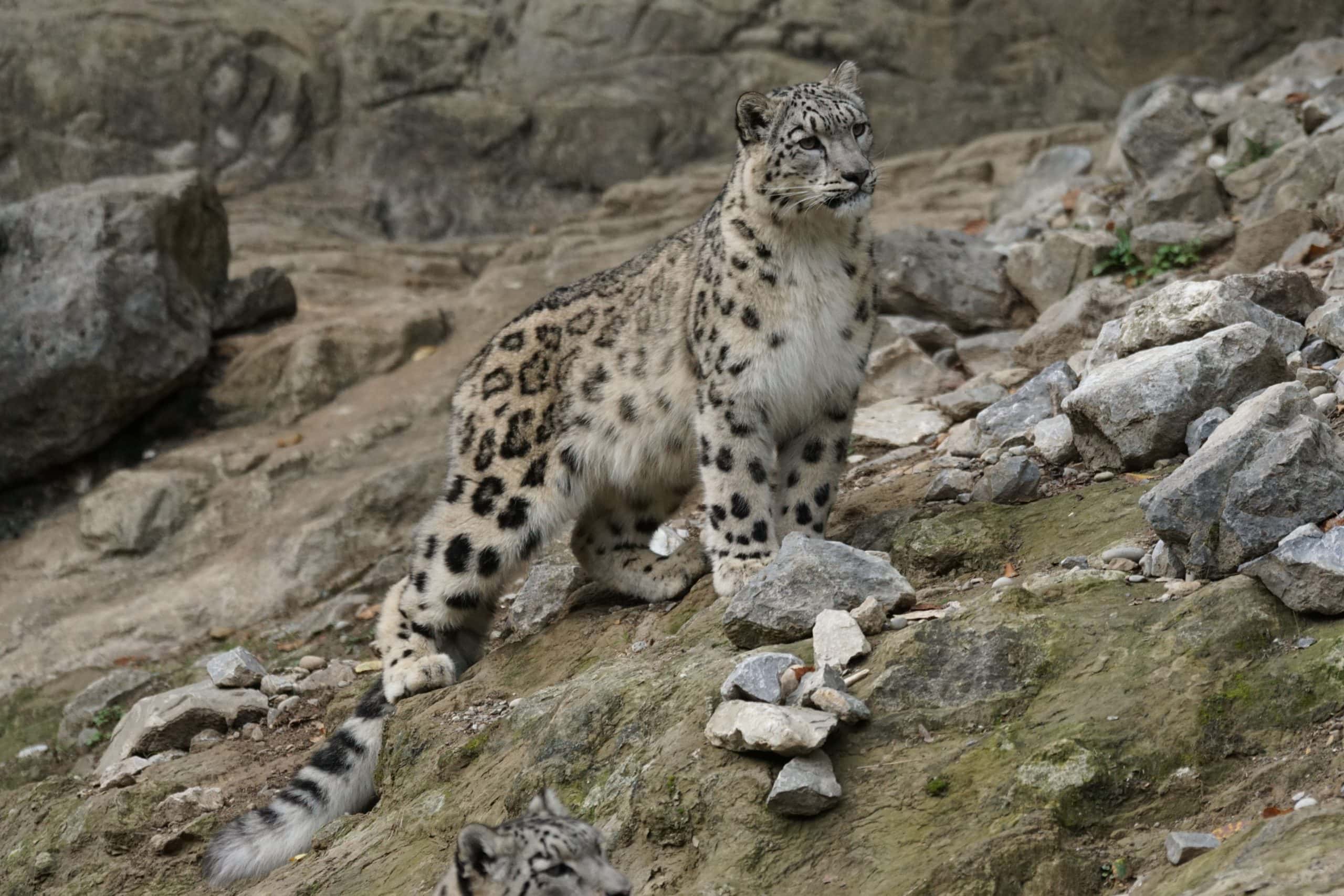 Snow leopard (photo: Marcel Langthim, Pixabay)