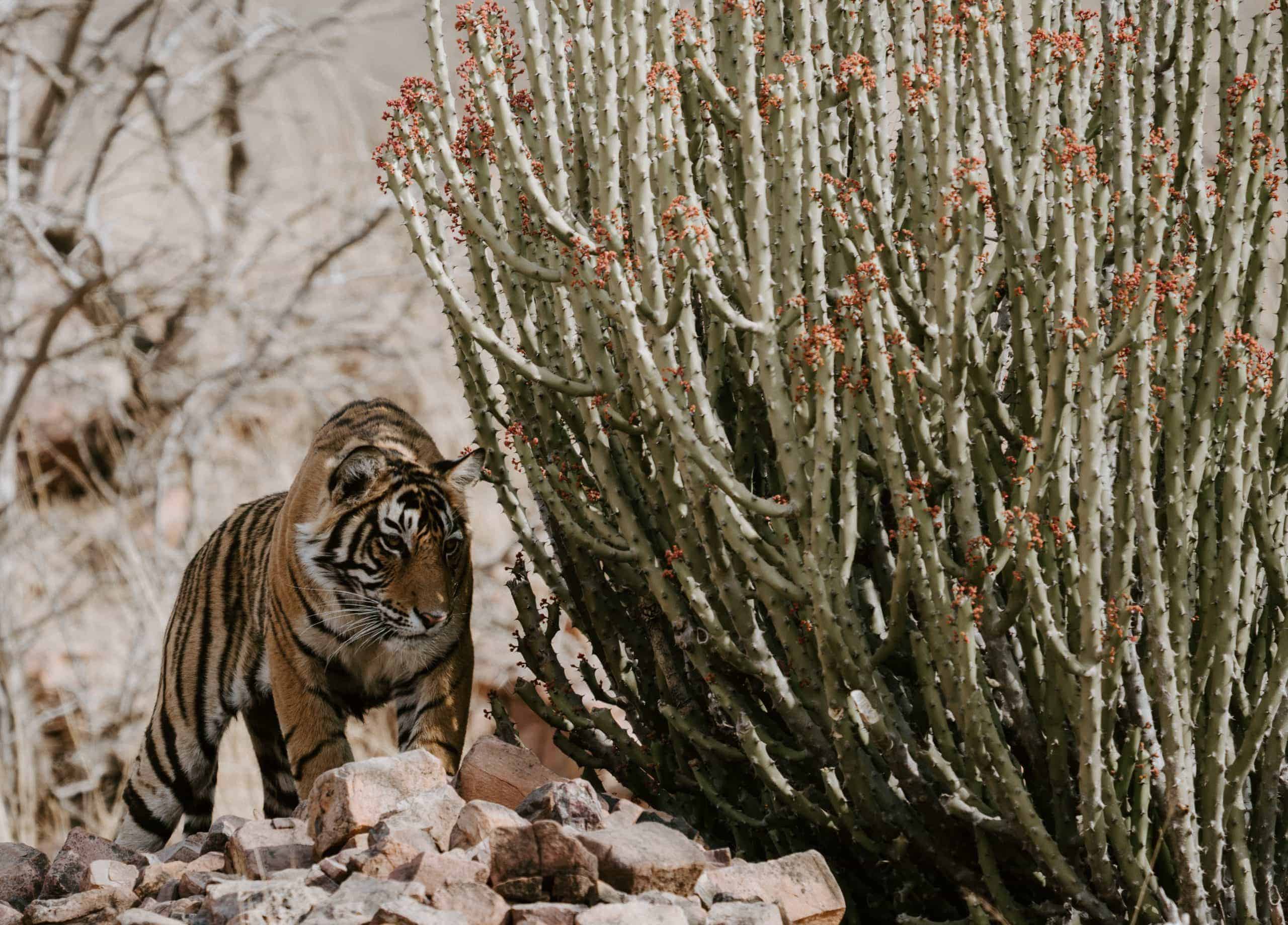 Tiger stalking prey (photo: Annie Spratt, Unsplash)