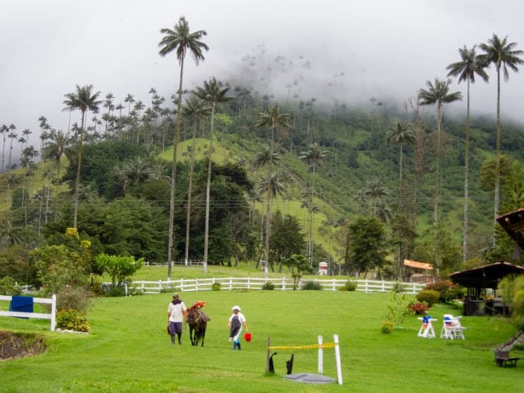 Cocora Valley