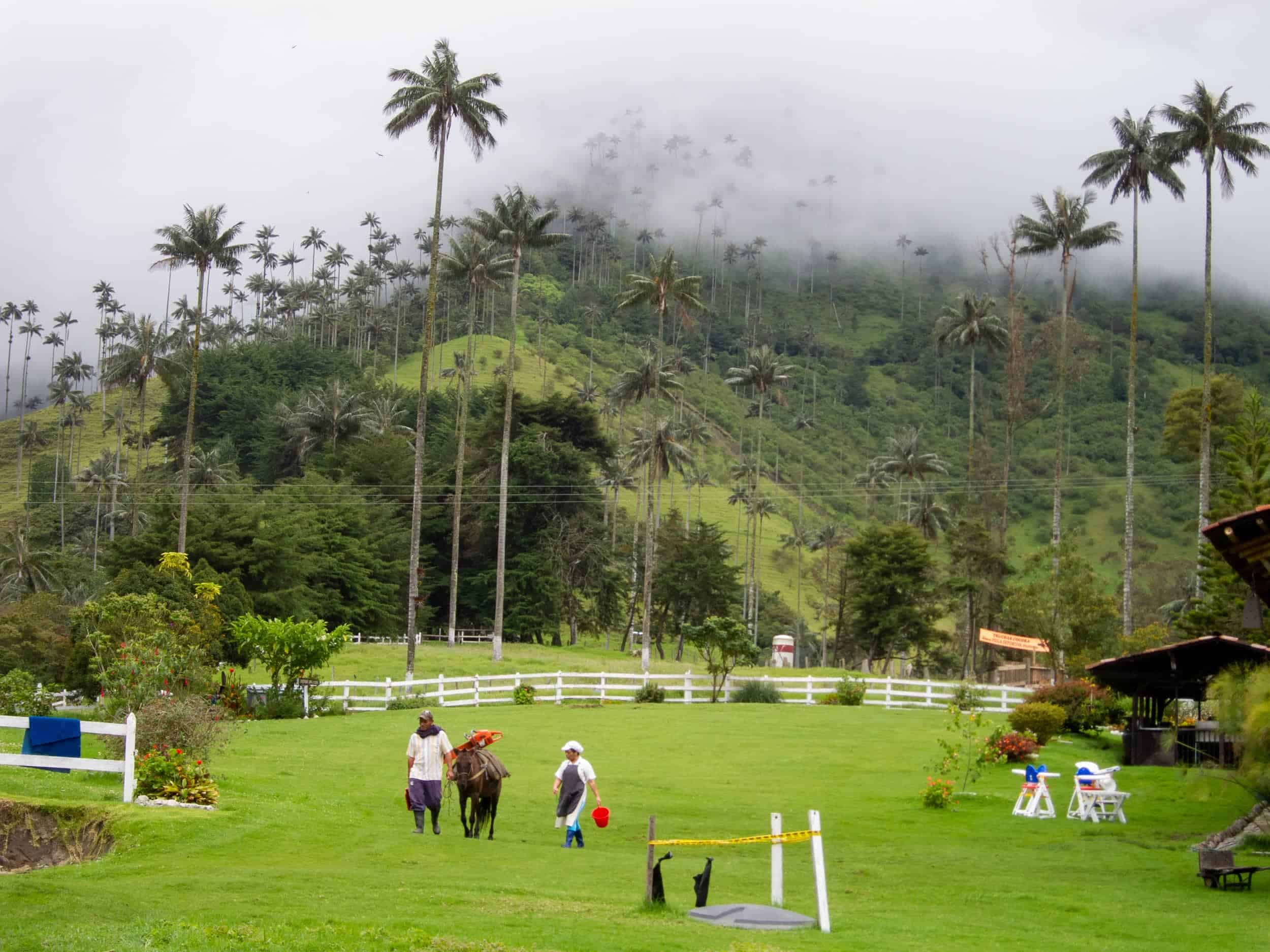 My favorite thing to do in Colombia is hike in Cocora Valley.