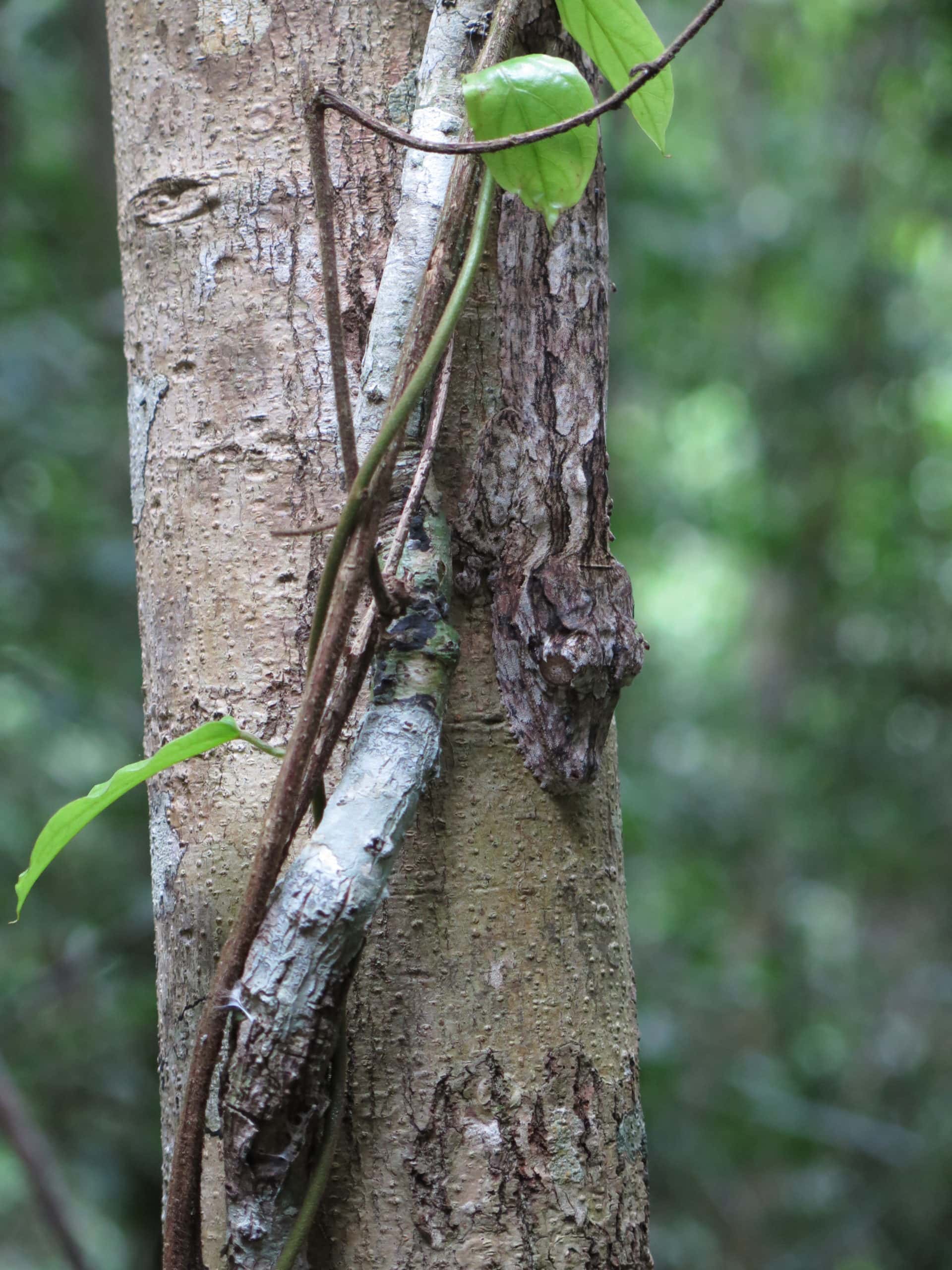 A leaf-tailed gecko blends in with its surroundings