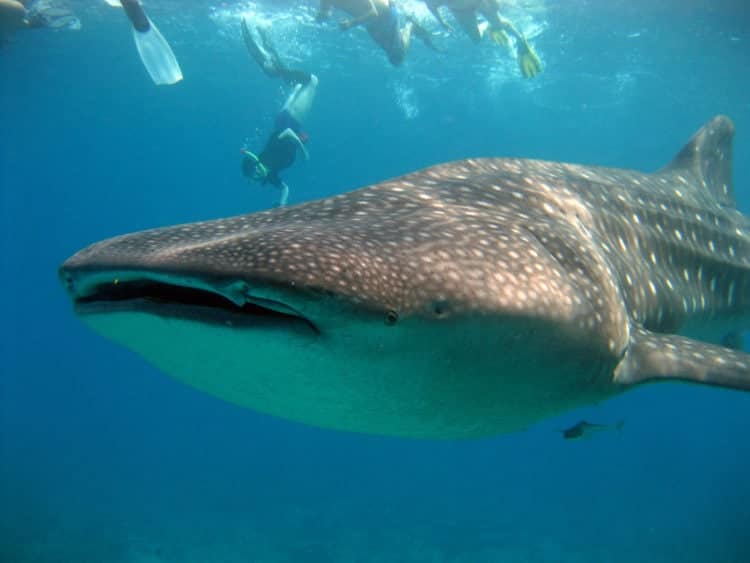 Snorkeling with whale sharks