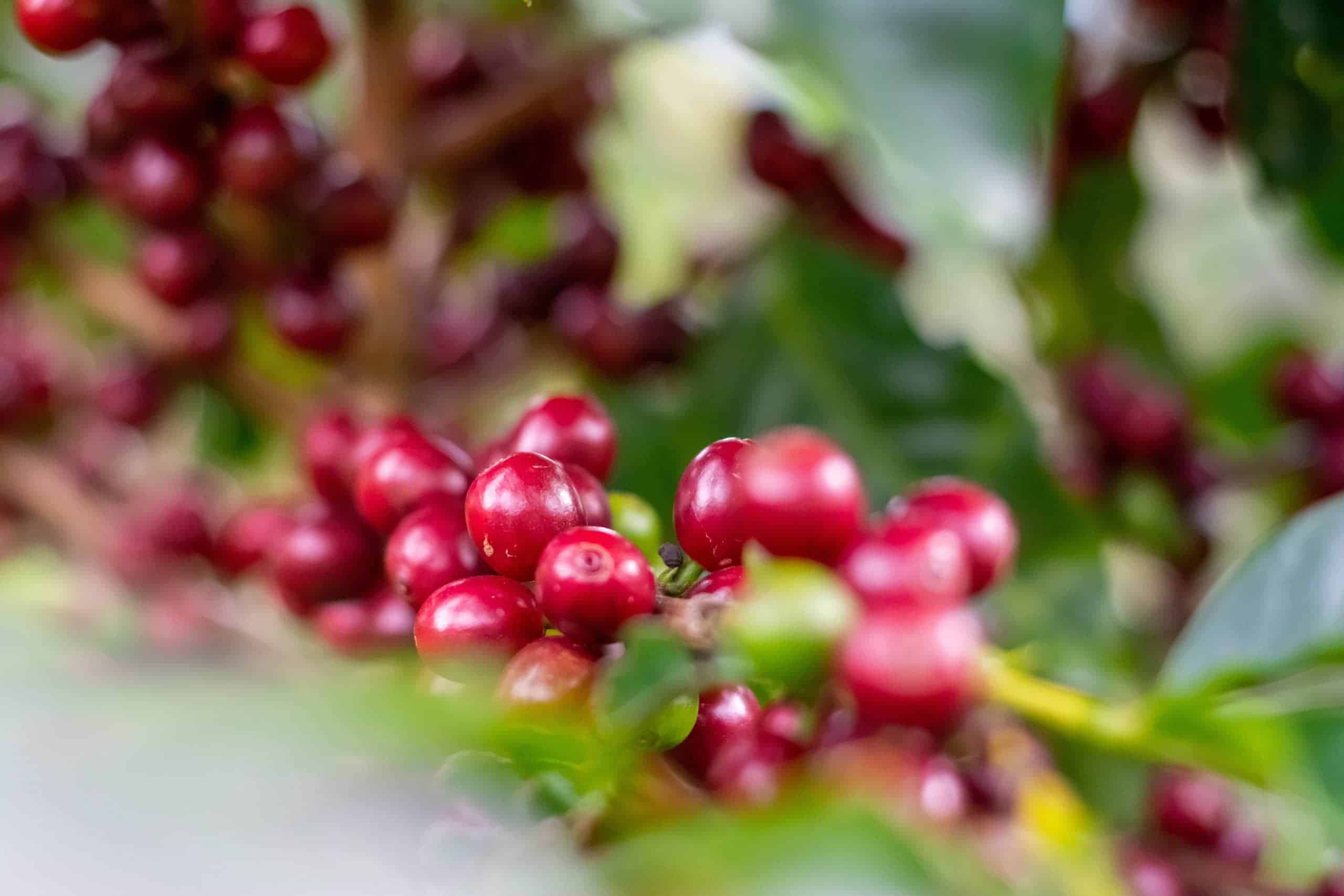 Coffee beans in Poas, Costa Rica (photo: Ricardo Arce, Unsplash)