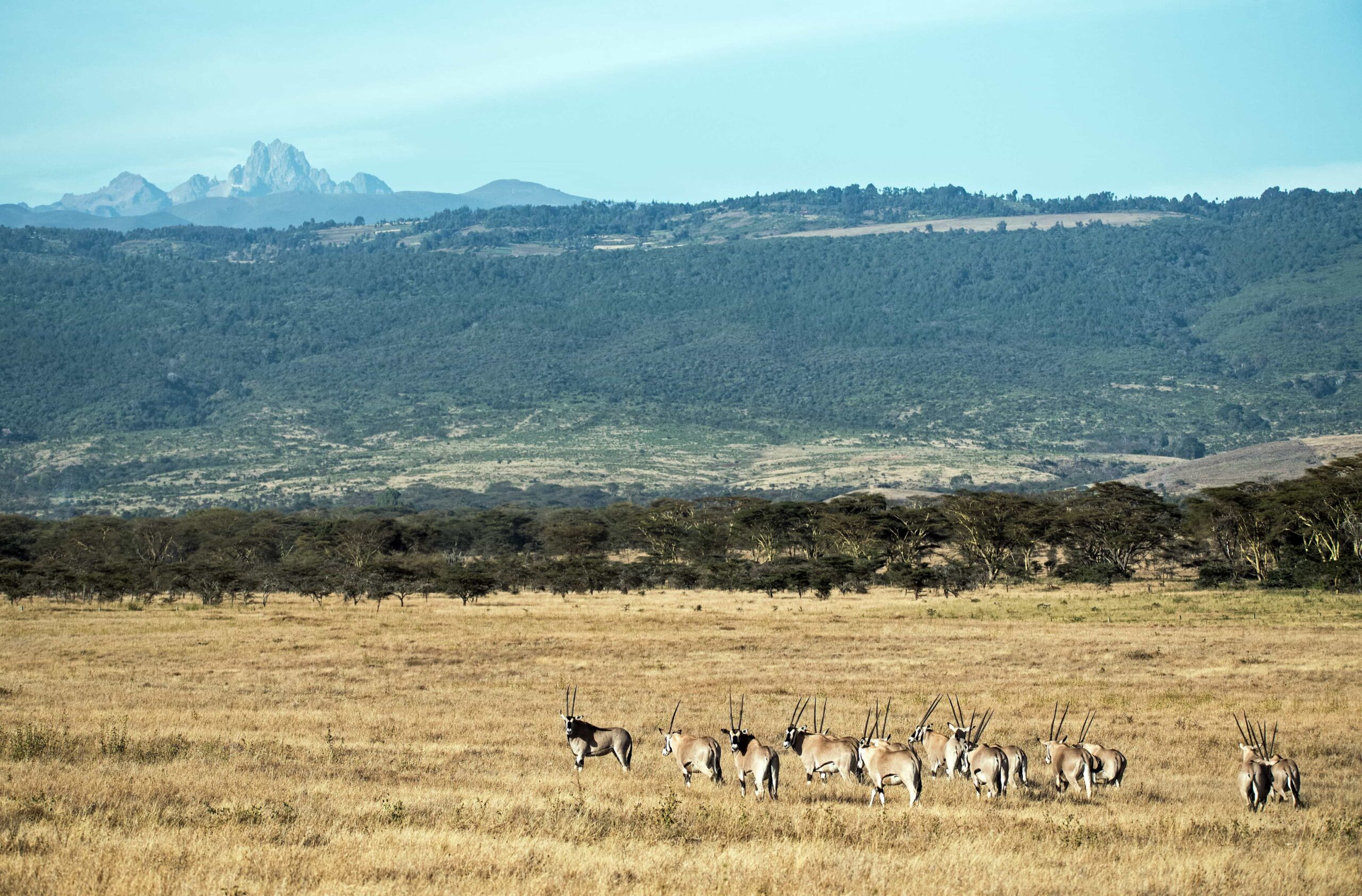 Mount Kenya (photo: David Clode, Unsplash)