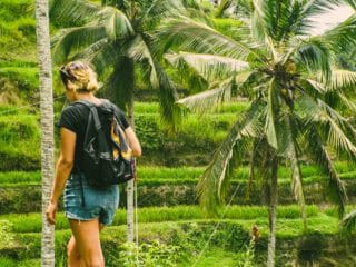 Bali palms