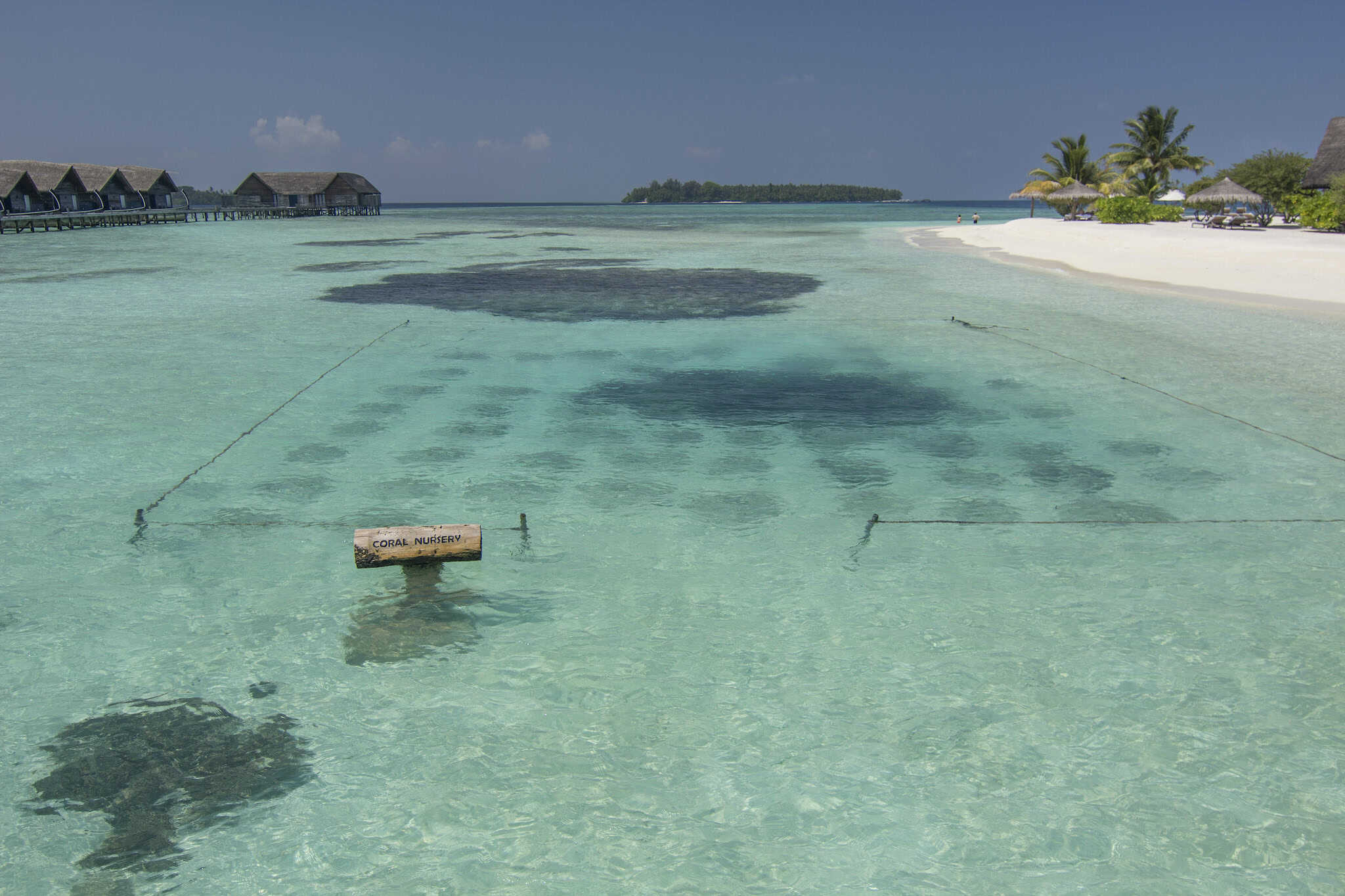 Coral nursery at COMO Cocoa Island