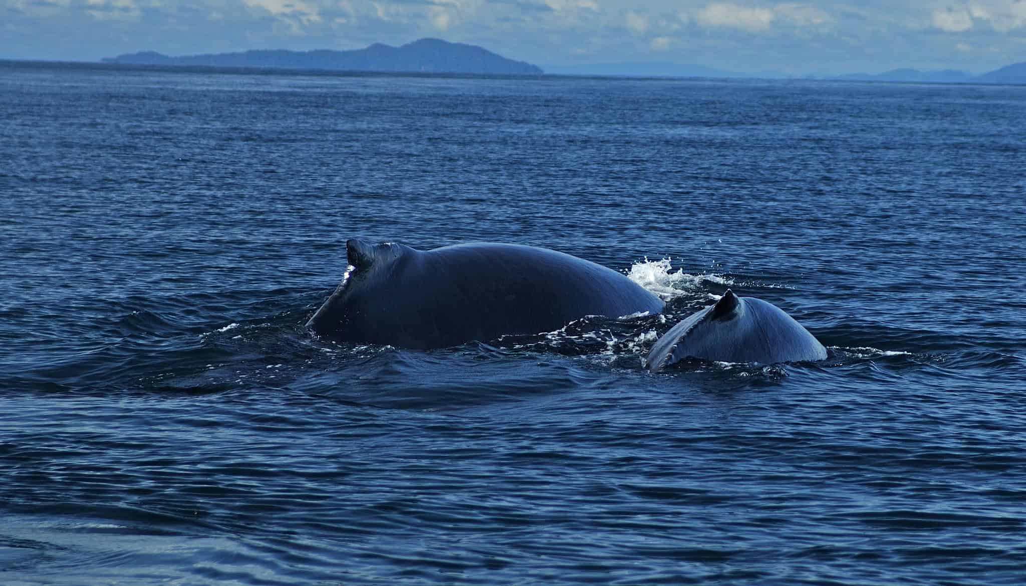 Whales in the Gulf of Chiriqui (photo: Travel Local)
