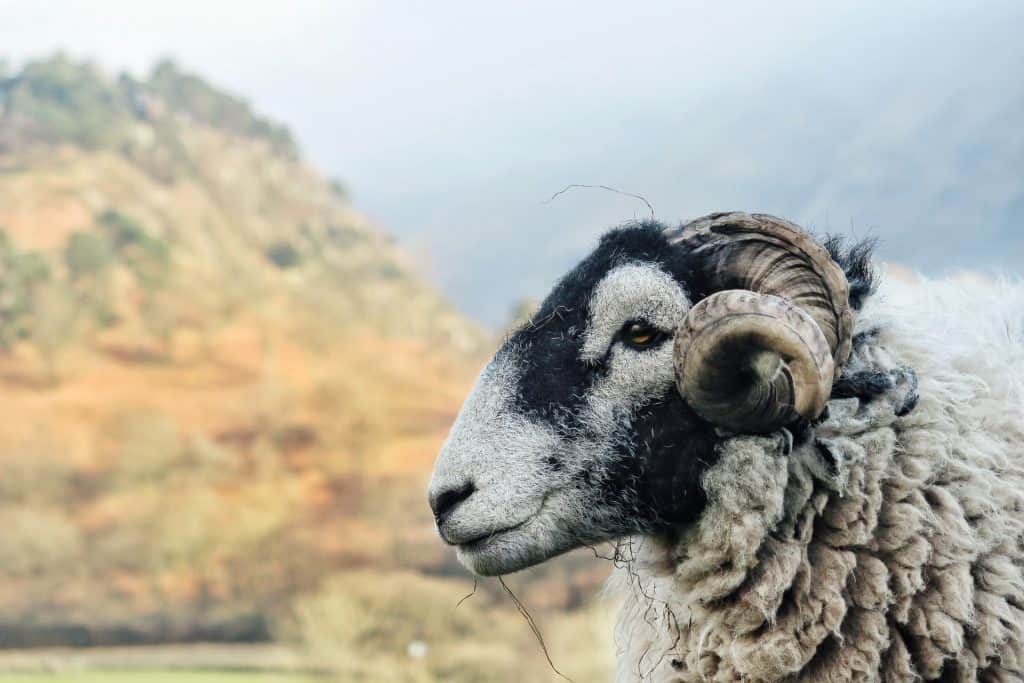 White ram in Lake District National Park (photo: George Hiles)