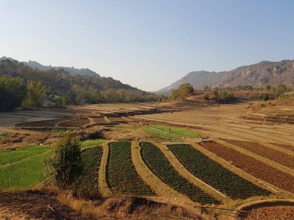 Myanmar fields